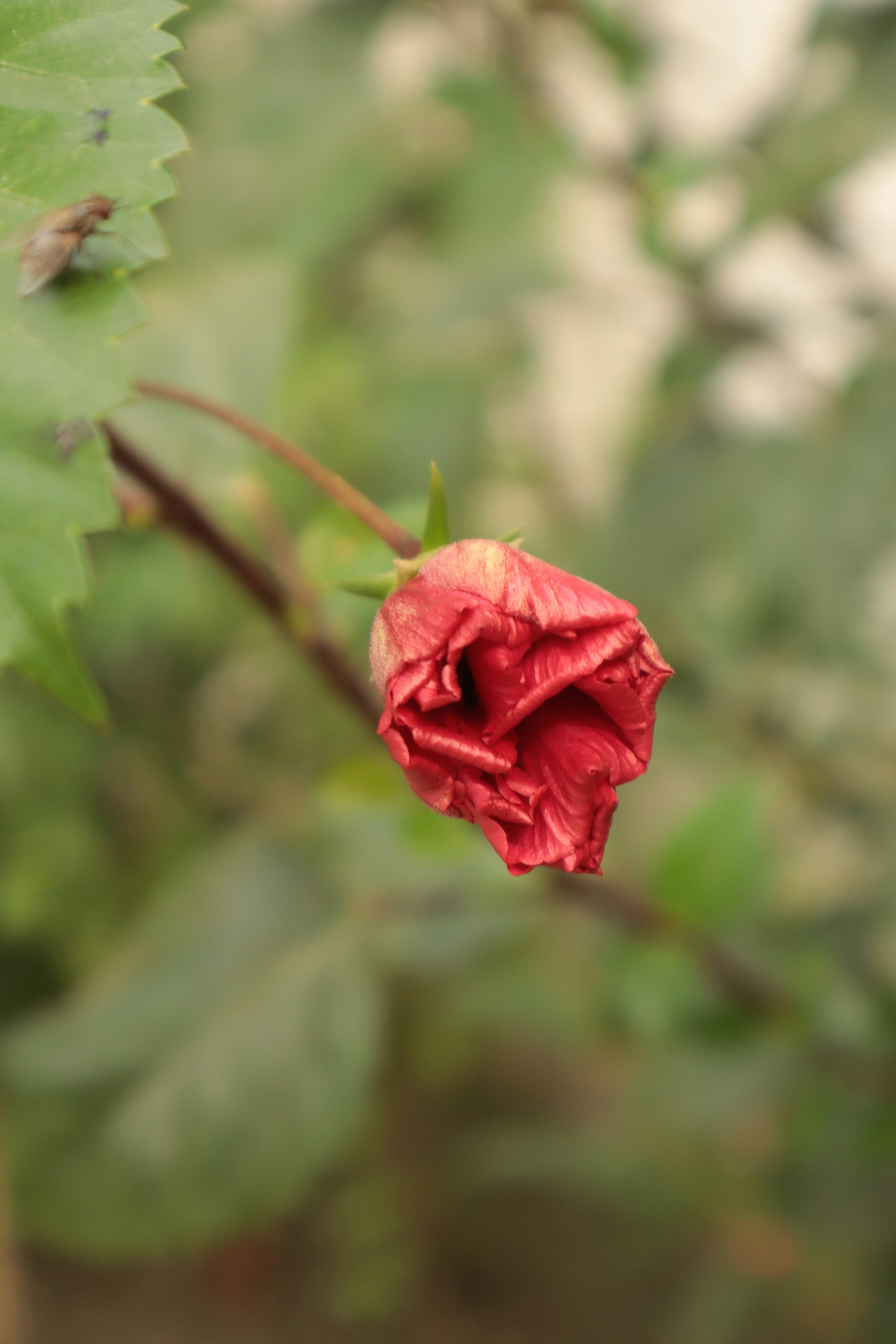 Photo by lensholic_dev