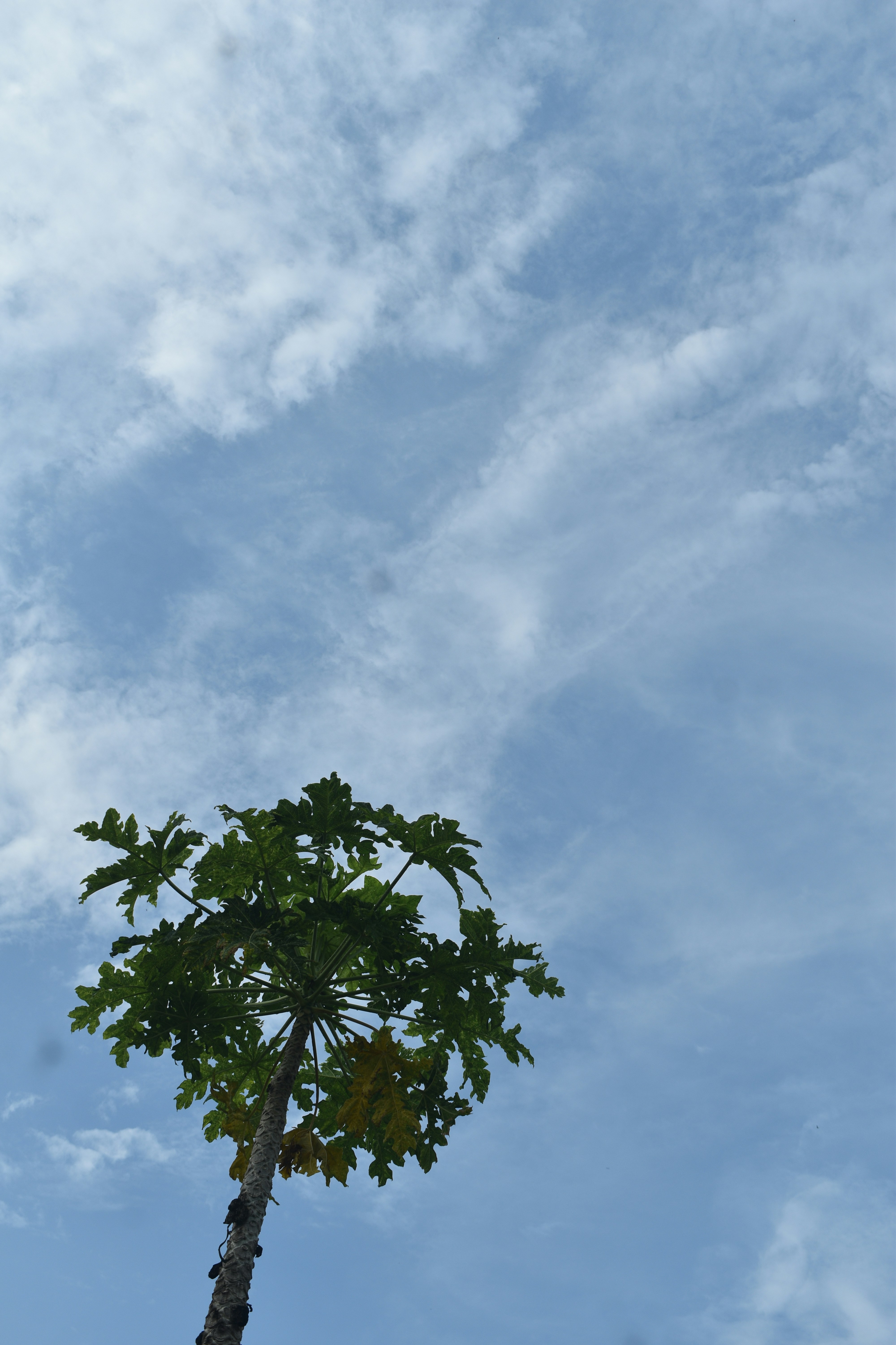 Photo by lensholic_dev