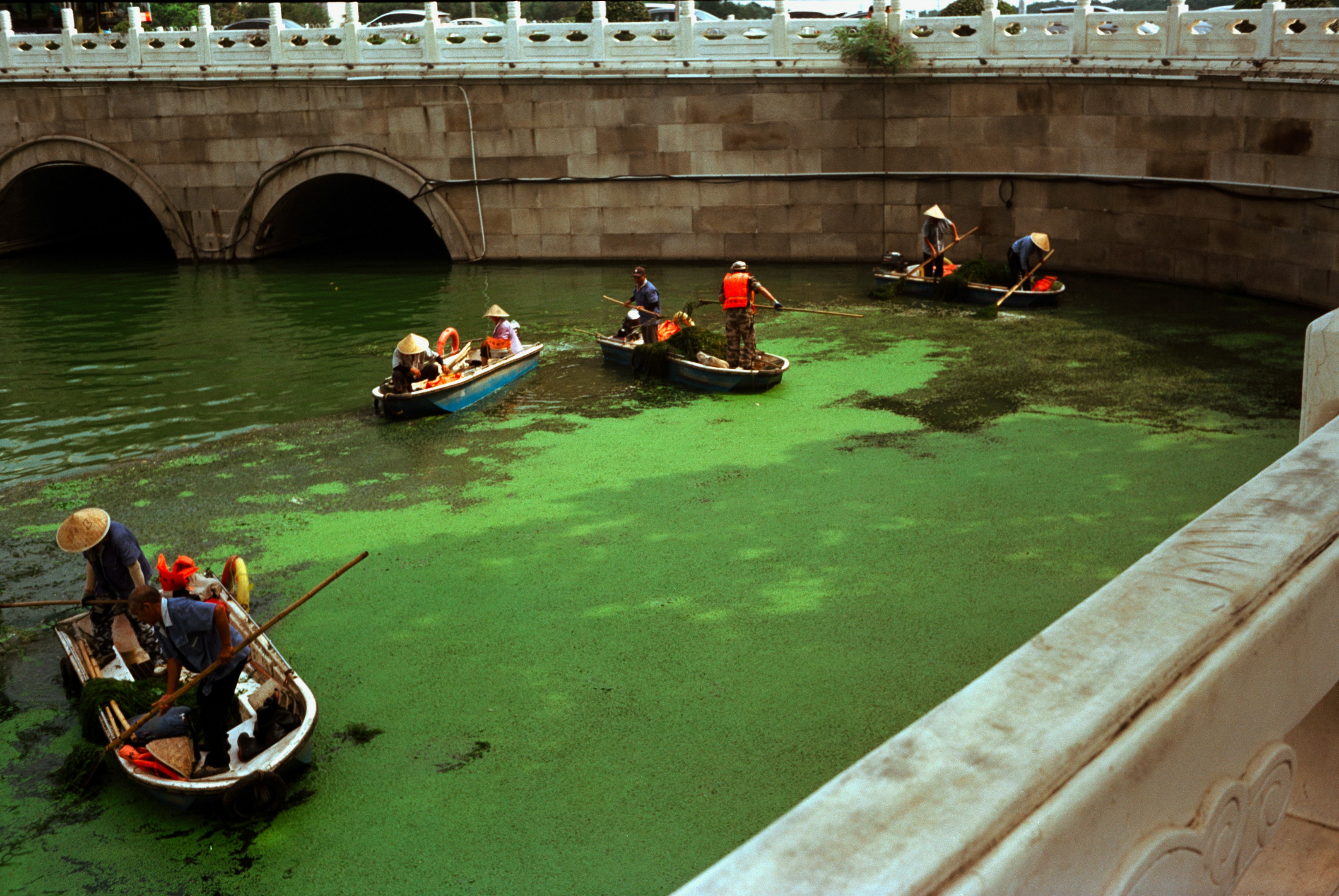 Chicago River dyed green for St. Patrick's Day