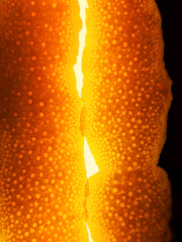 A close up of an orange with a black background