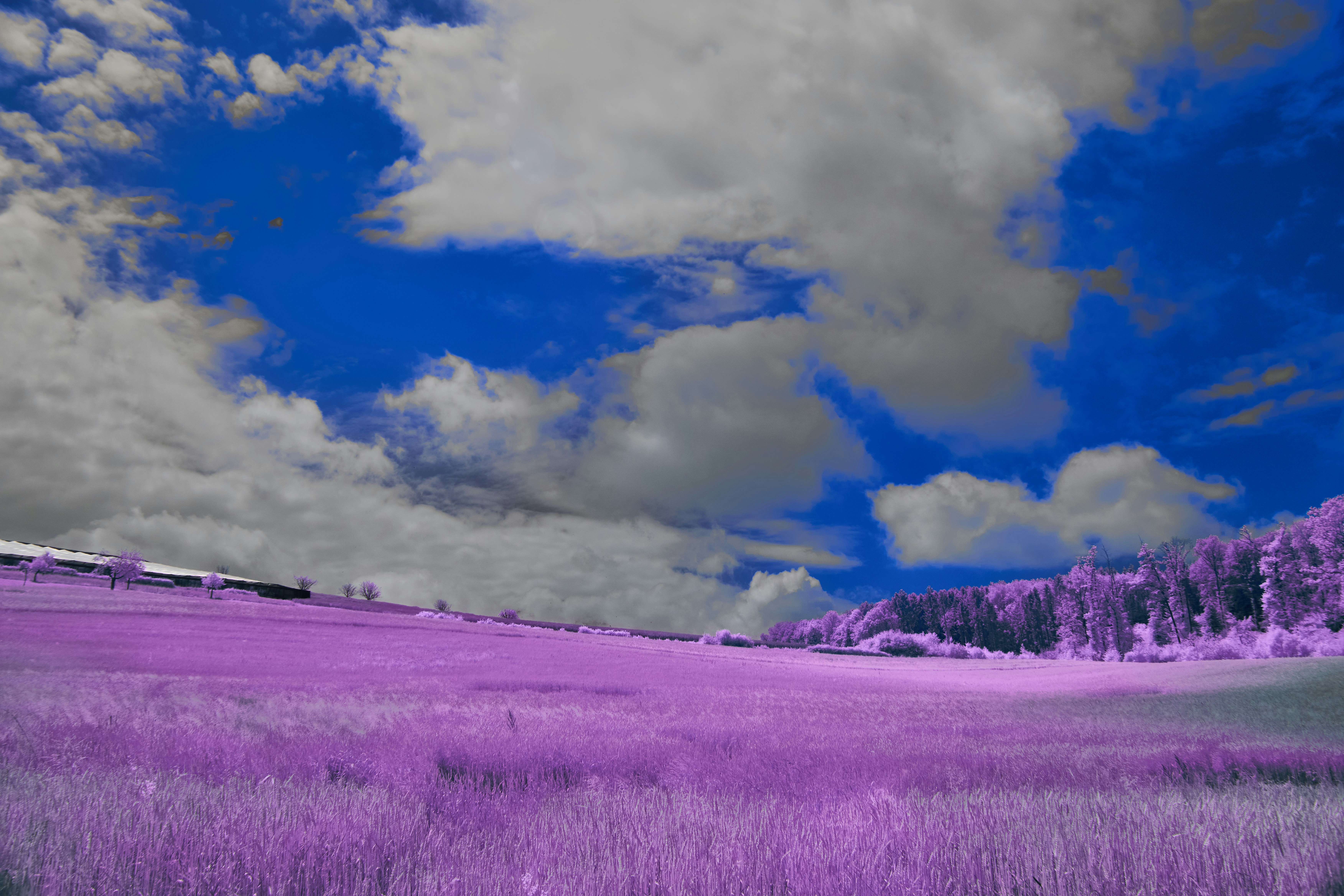 Photo by wolfgang_hasselmann