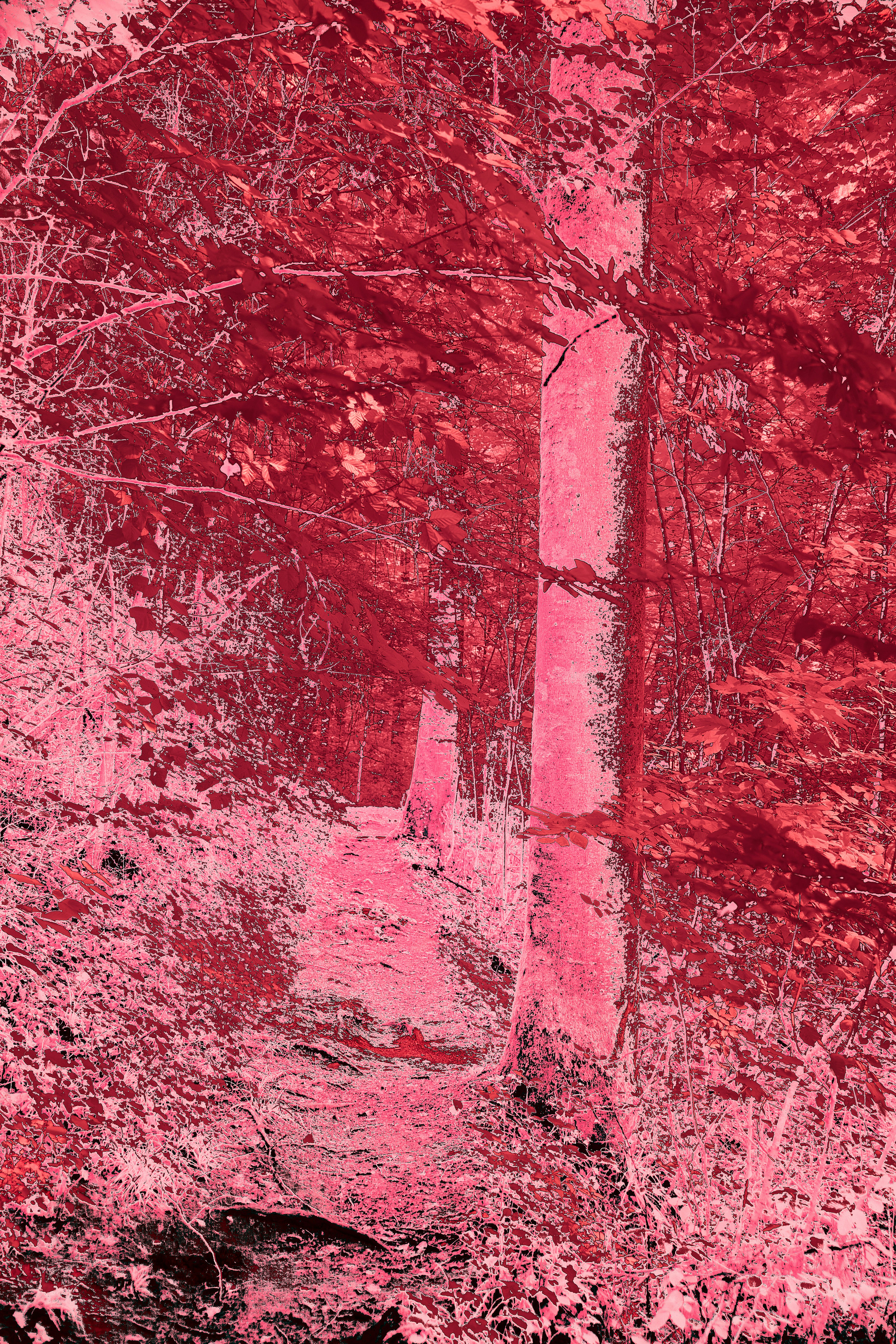 Photo by wolfgang_hasselmann