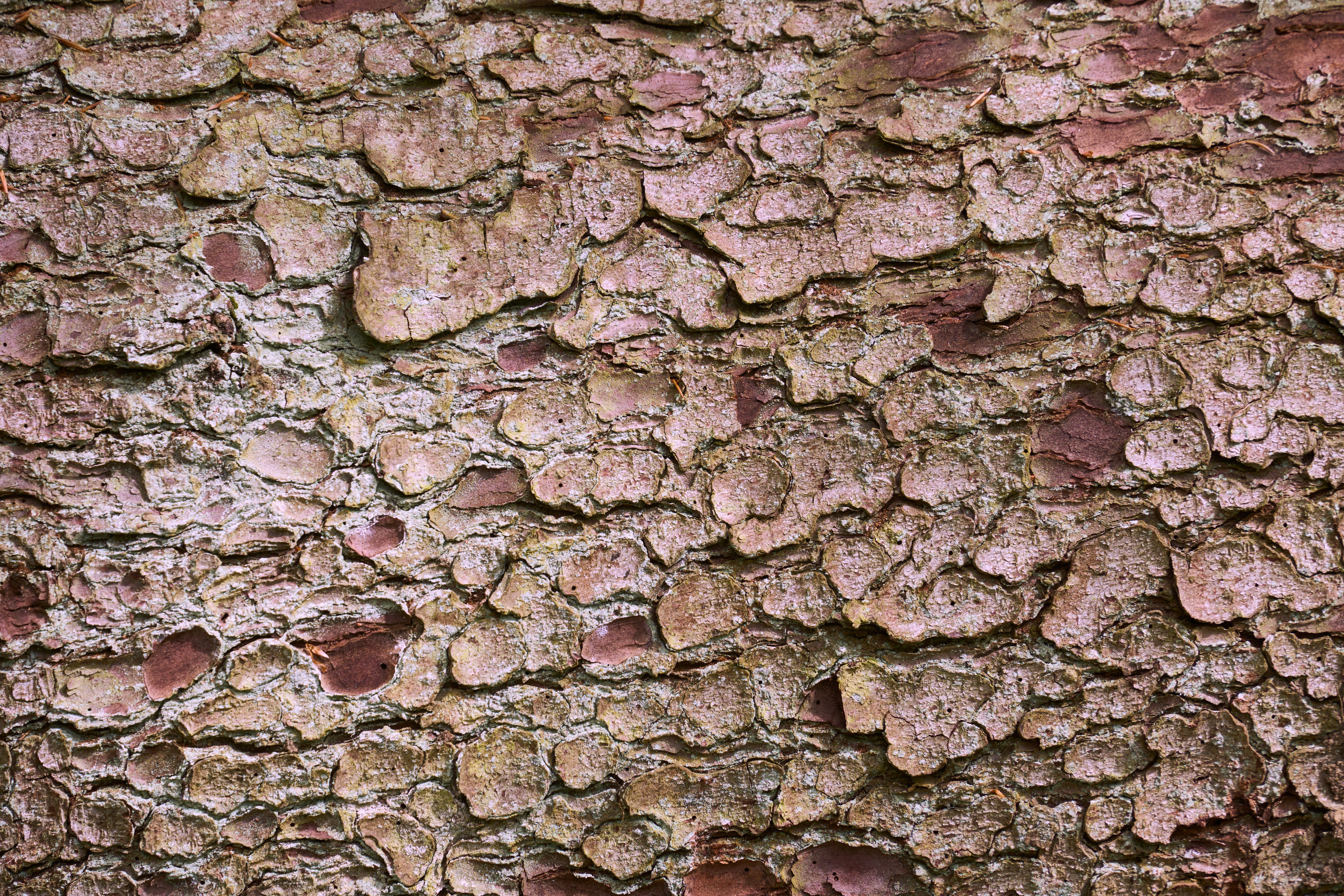 Photo by wolfgang_hasselmann