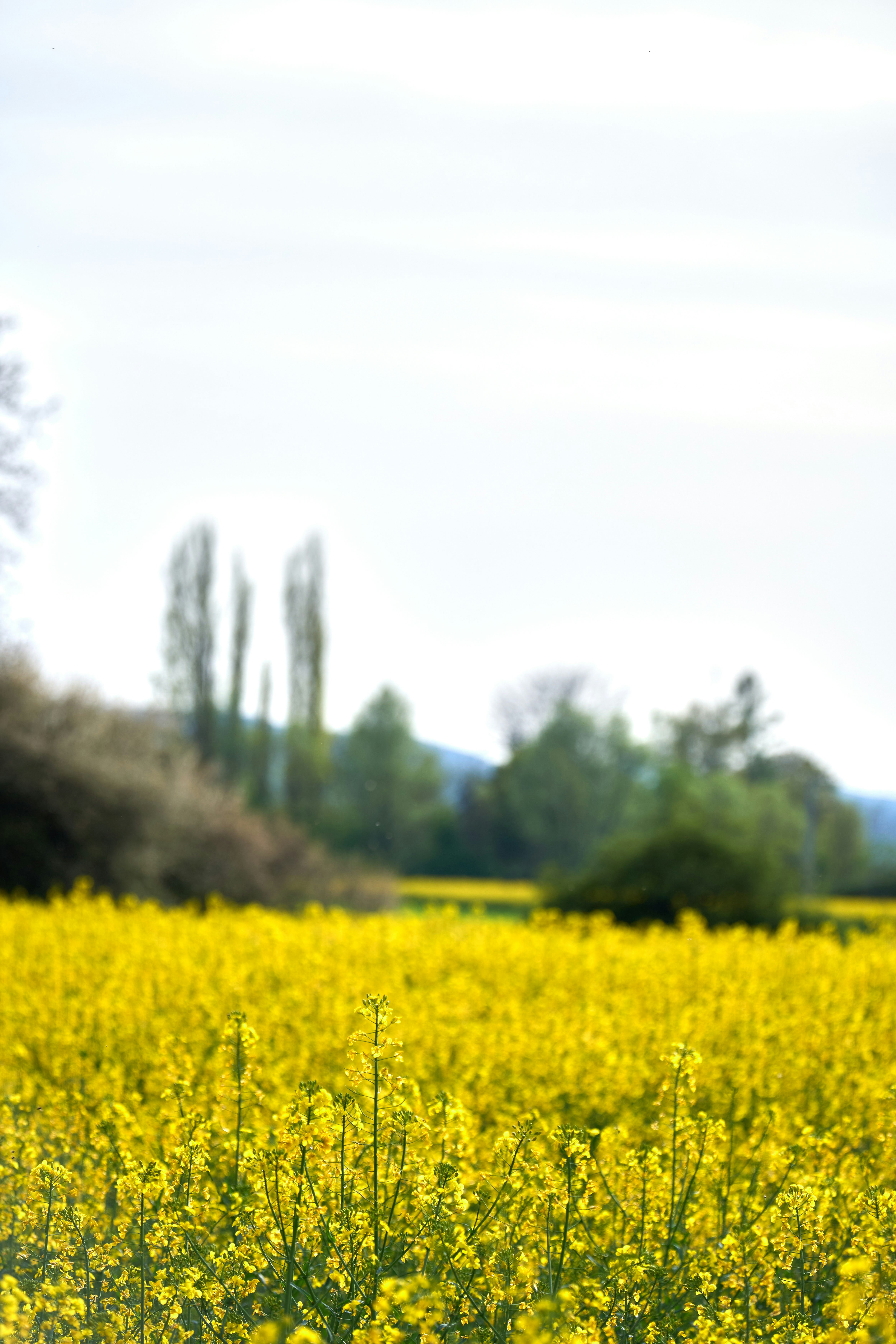 Photo by wolfgang_hasselmann