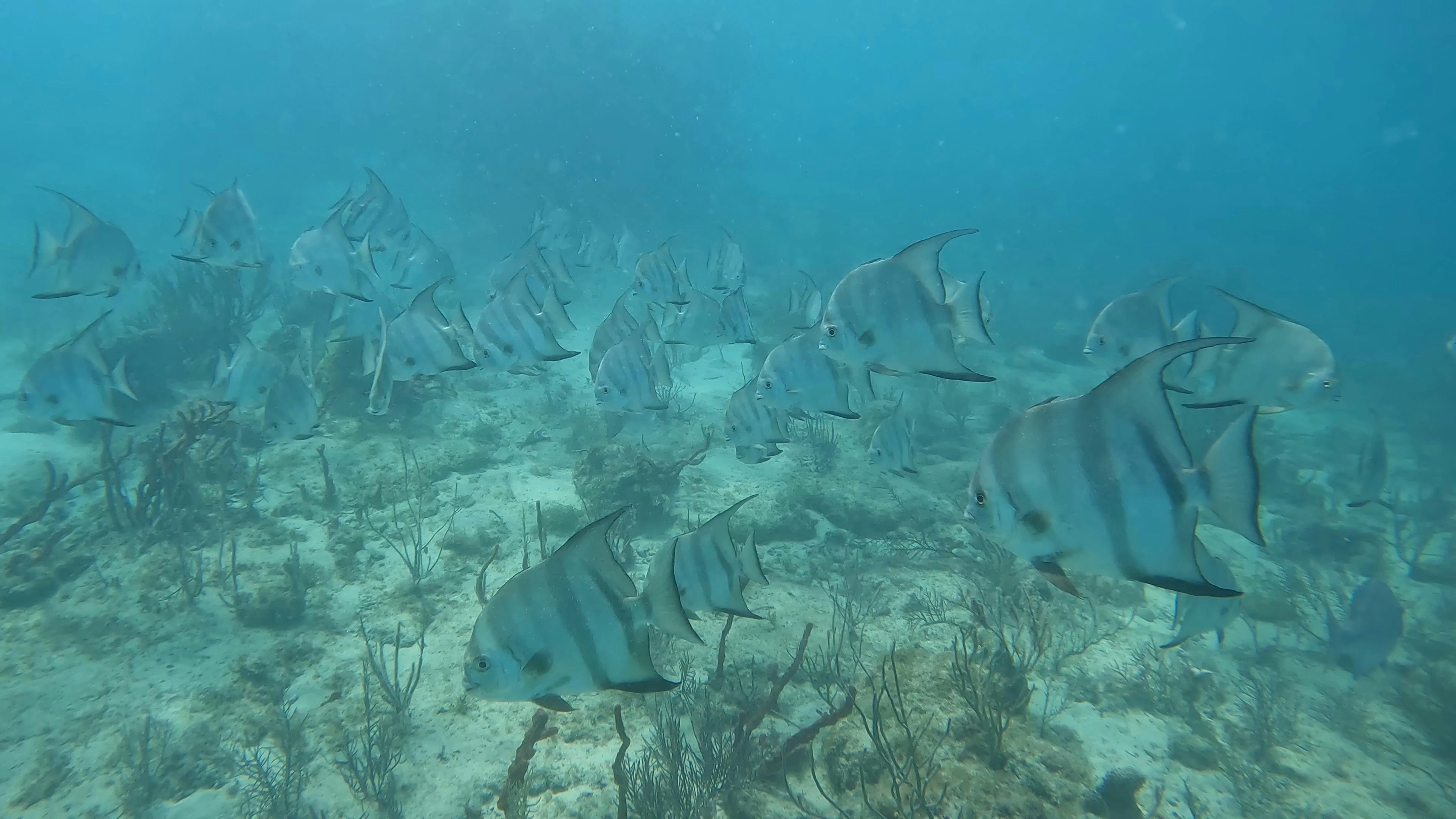 Sekelompok ikan berenang di atas dasar berpasir