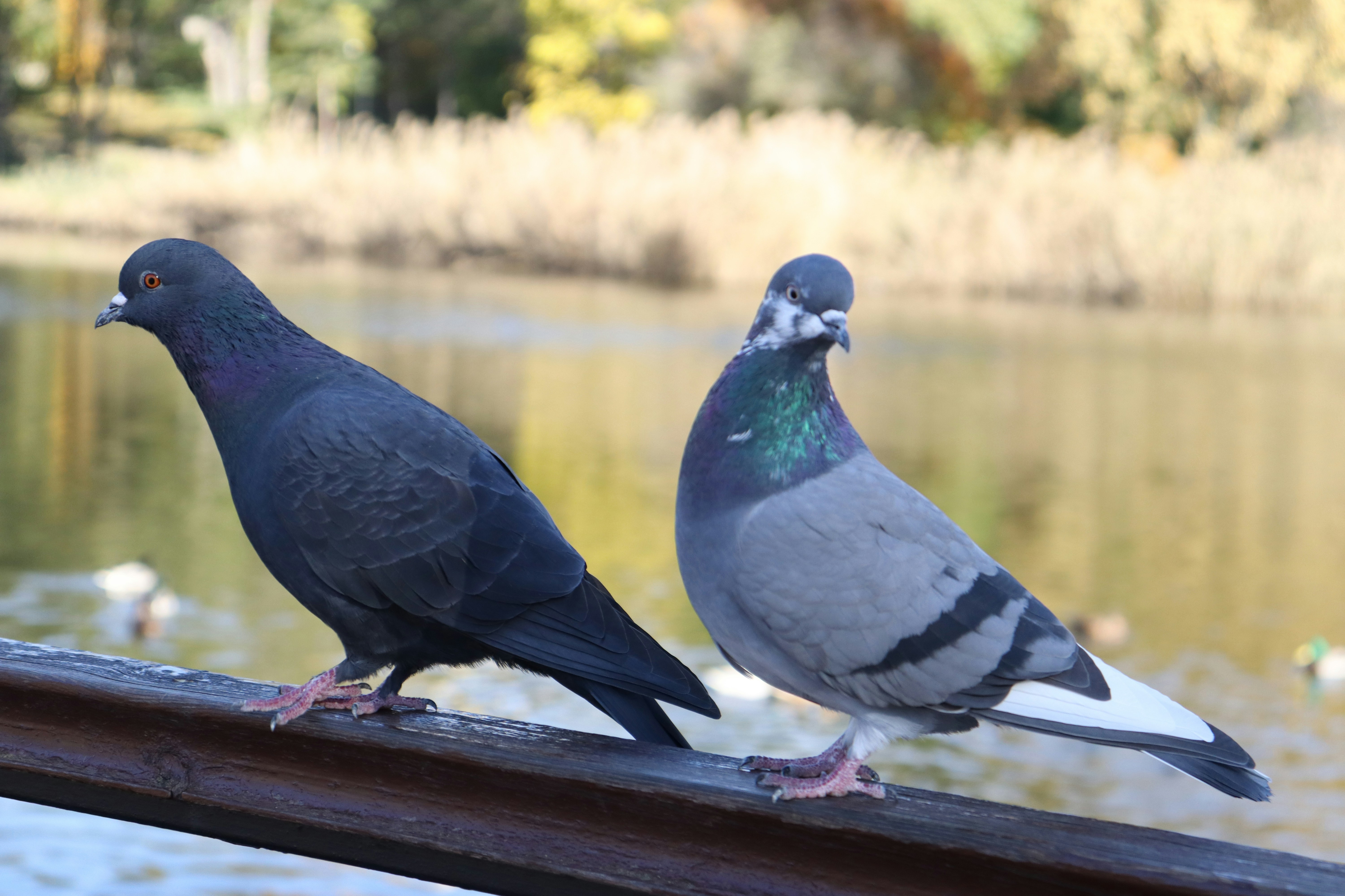 Photo by bored_mongoose