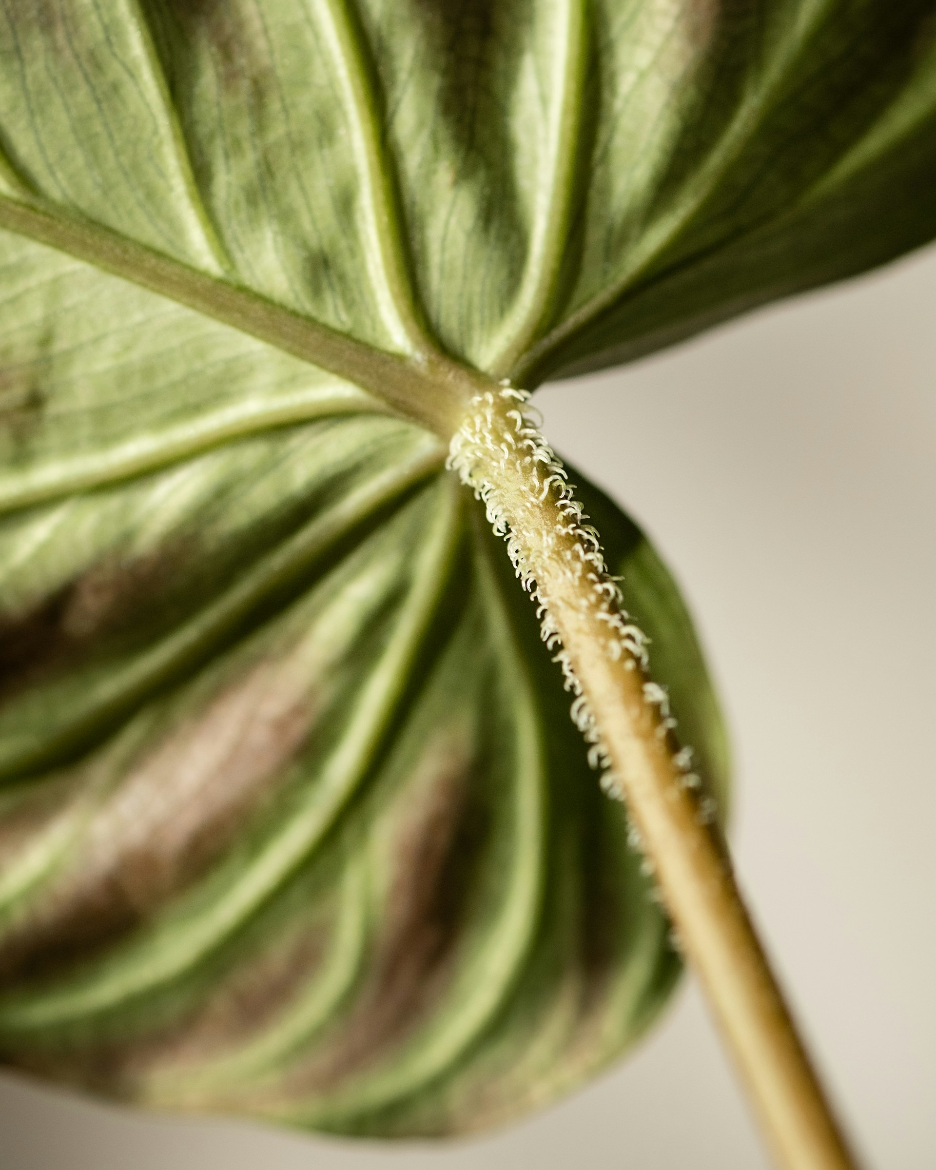 A close up of a green leaf with a white background