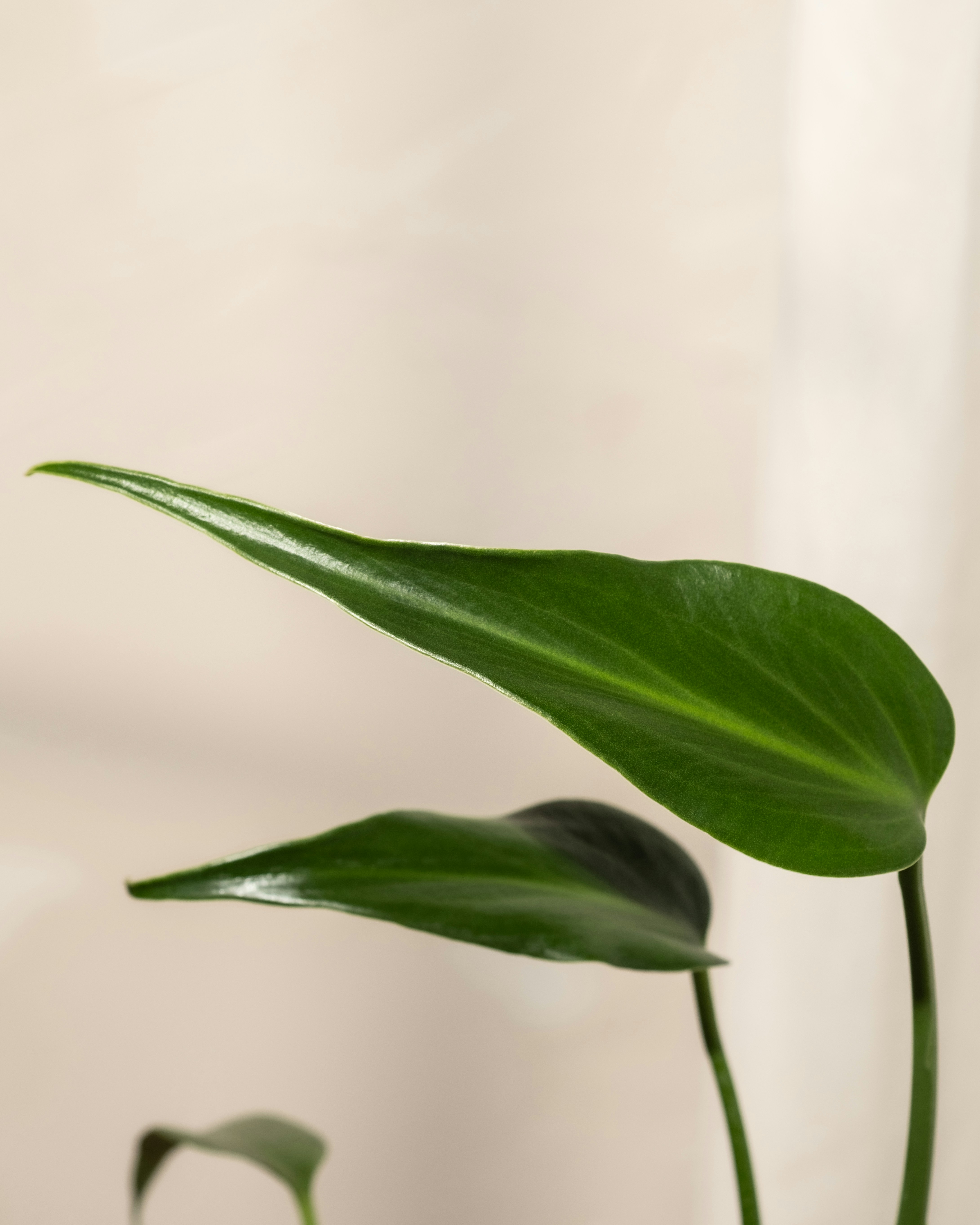 Photo by feeypflanzen