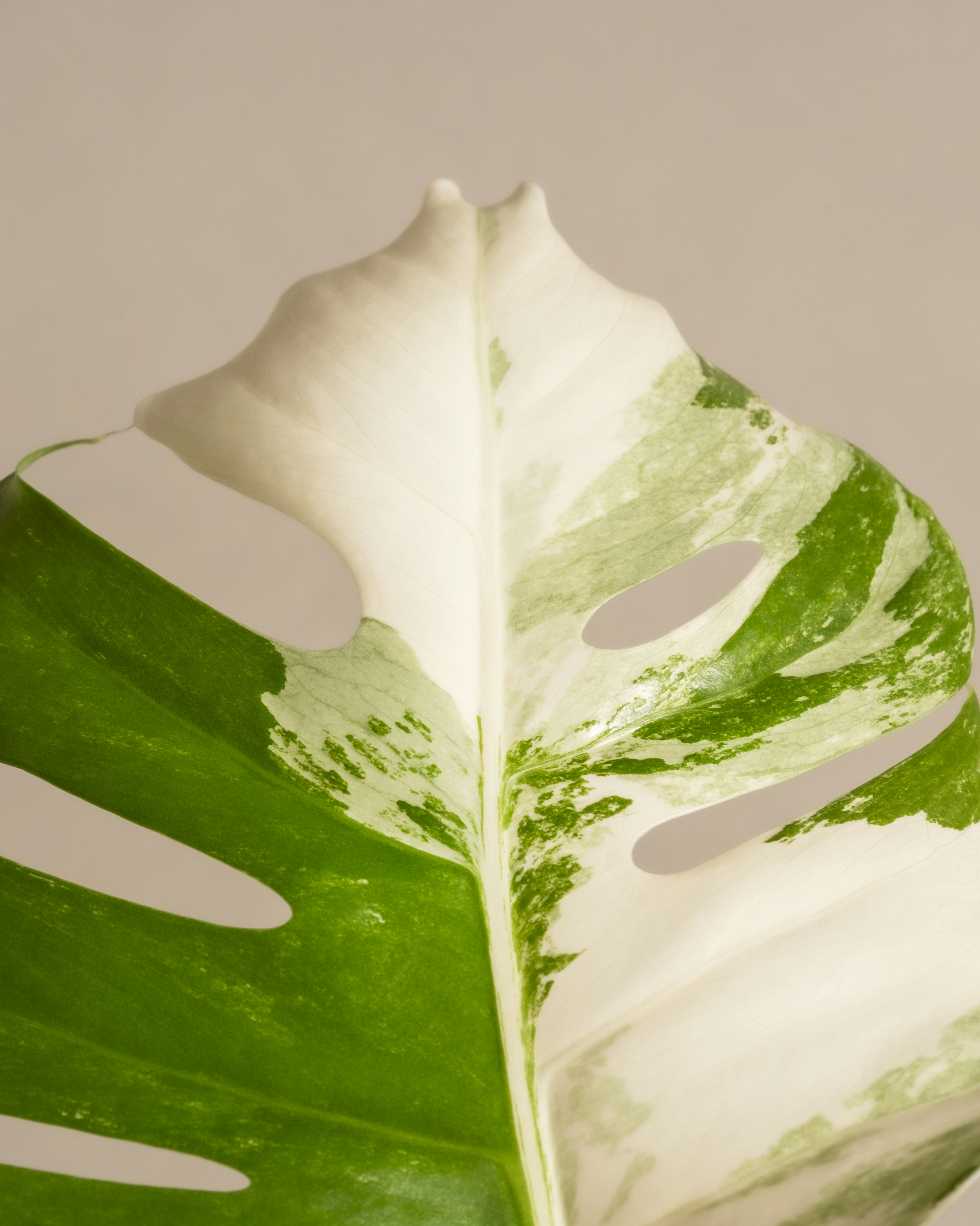 Photo by feeypflanzen