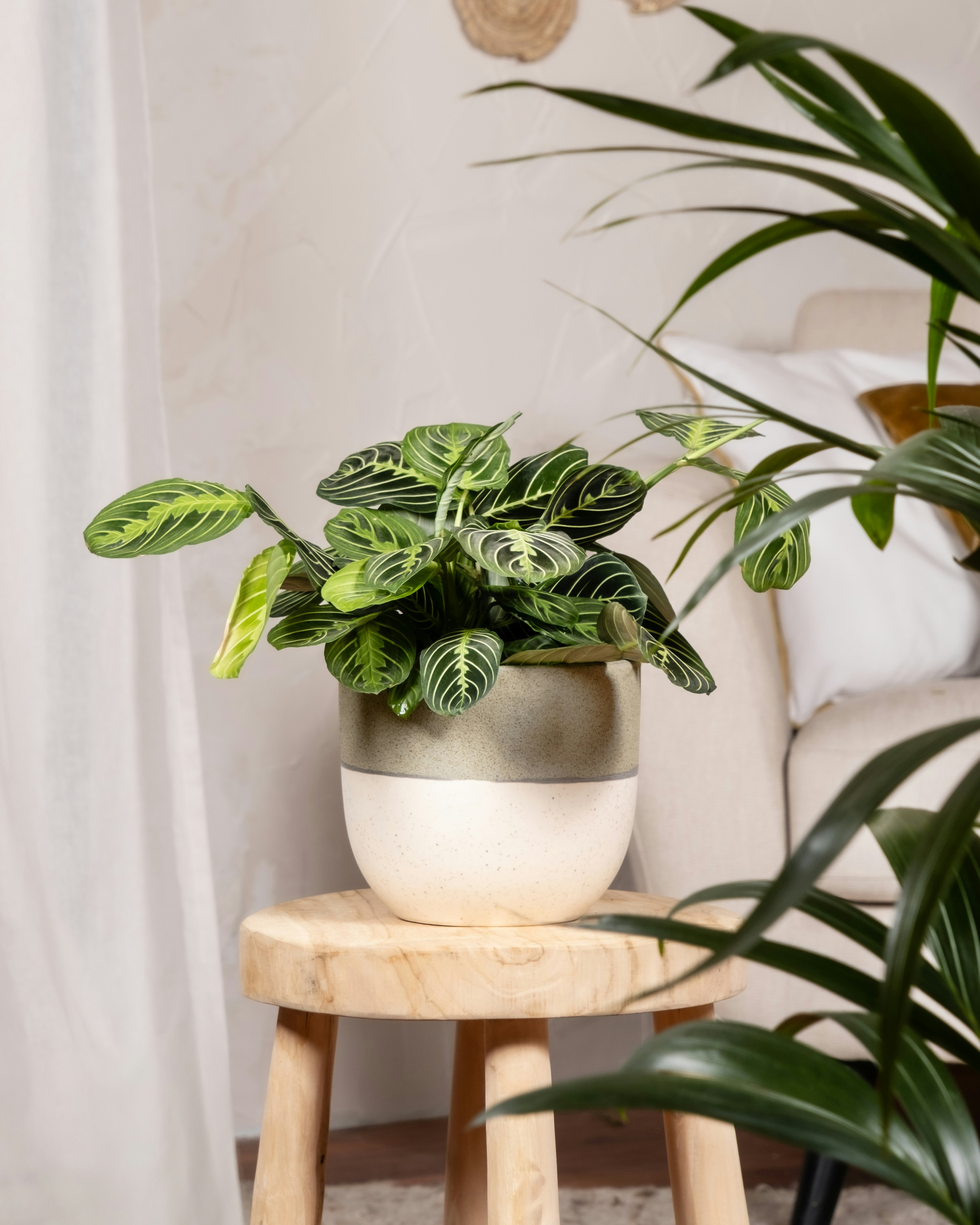 Photo by feeypflanzen