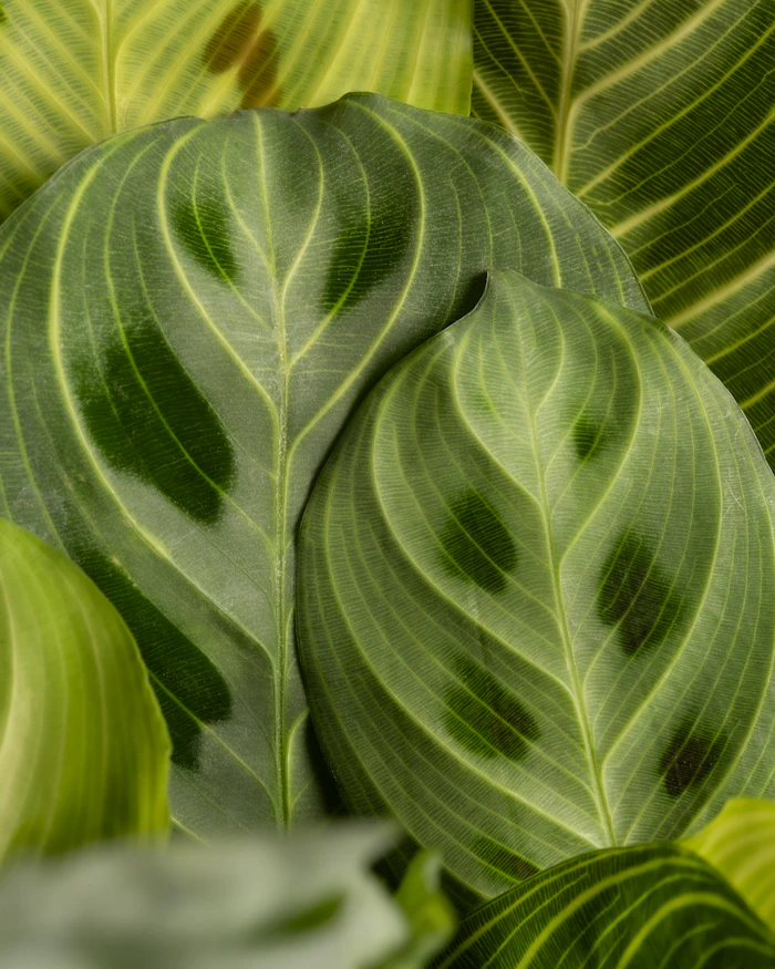Photographie décorative de feuillage vert