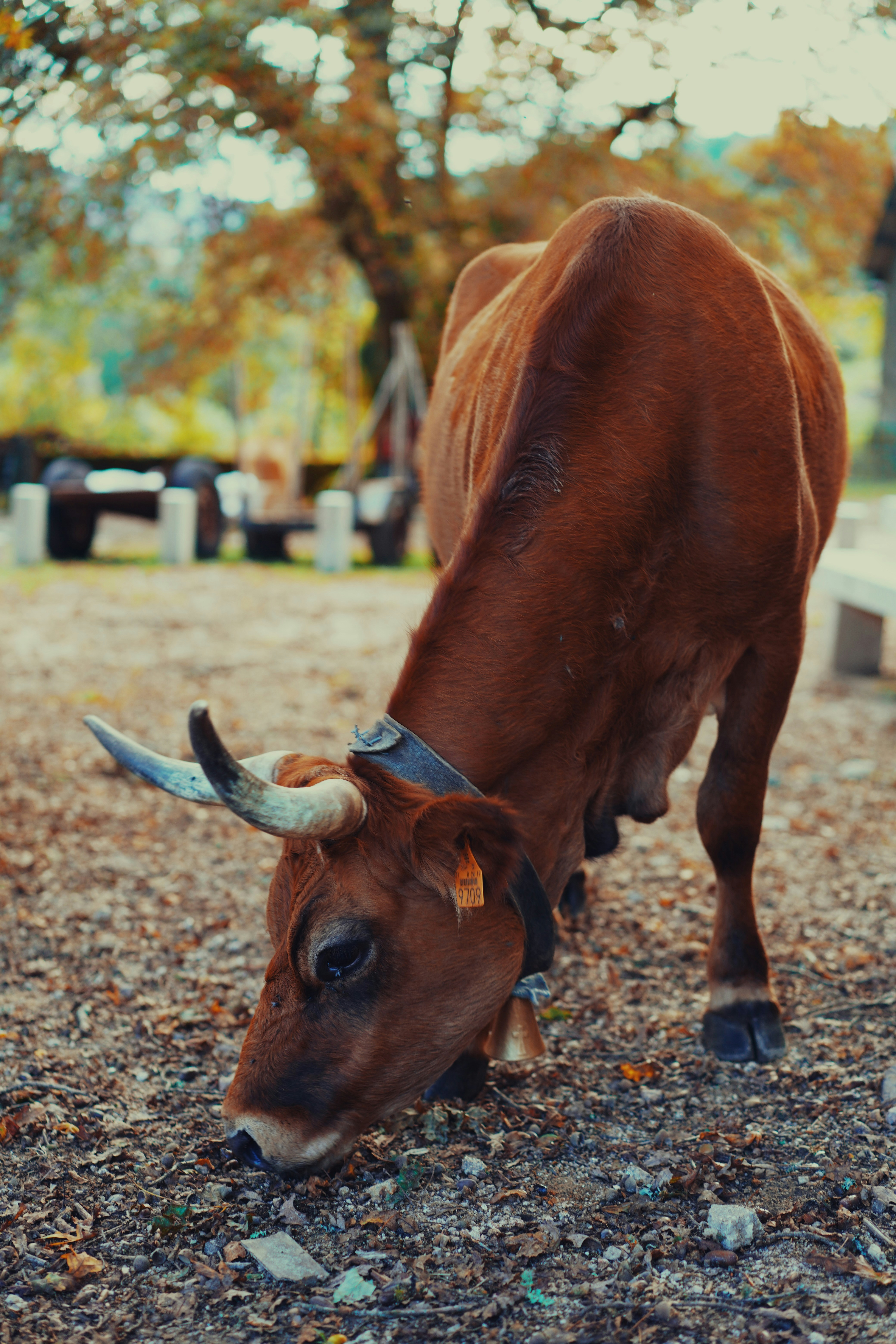 A brown cow with horns grazing in a field