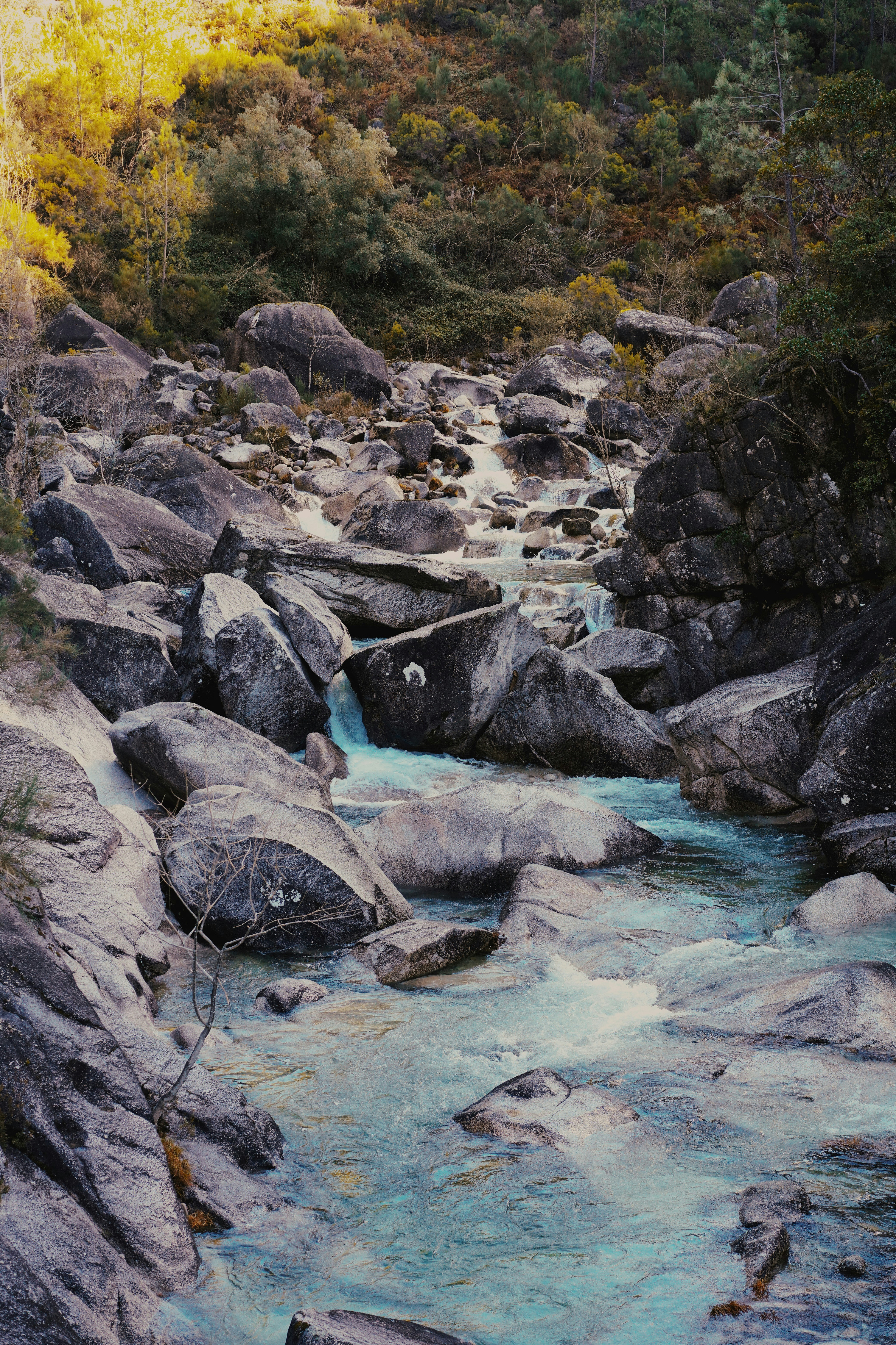 A river running through a lush green forest