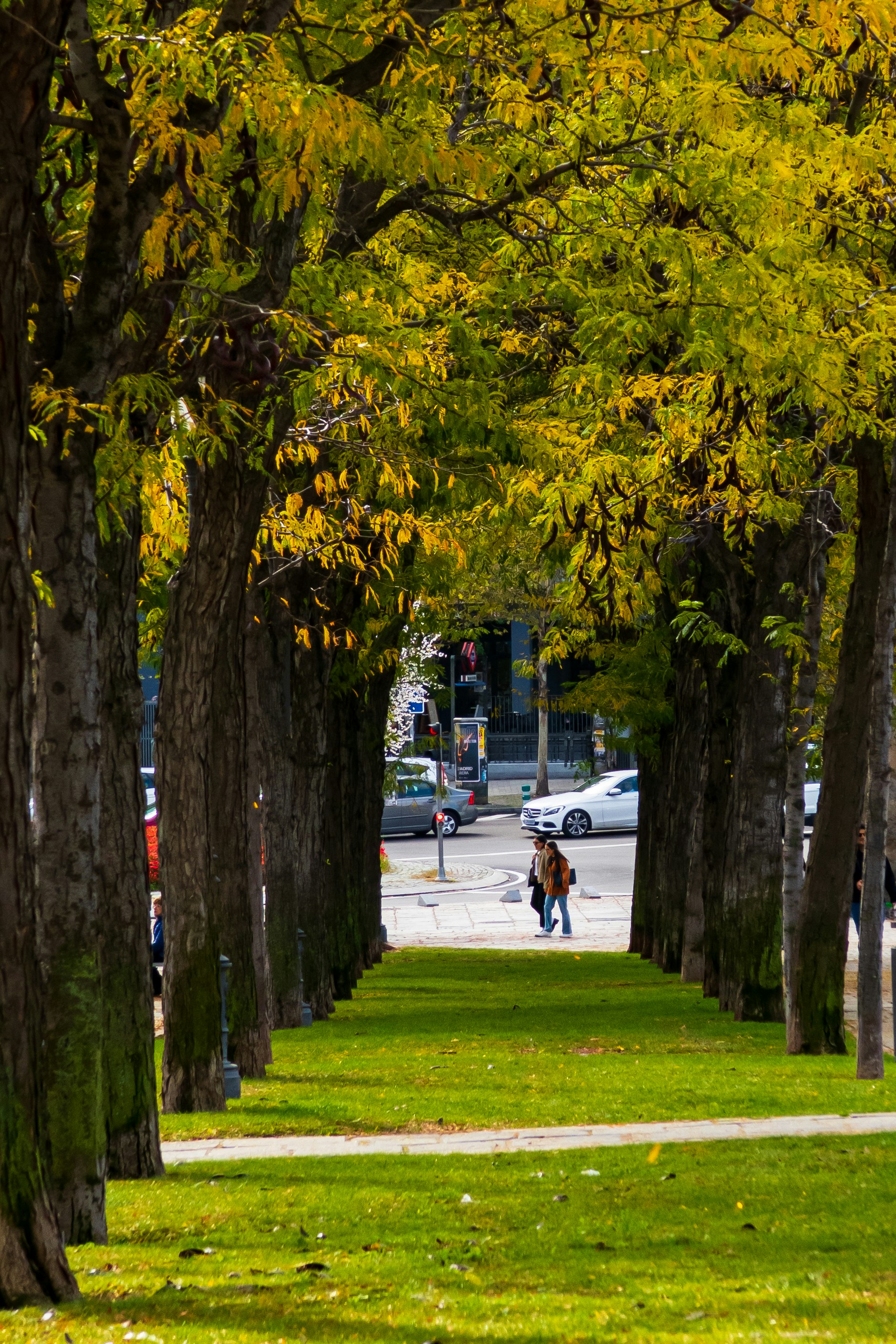 A person walking down a tree lined street