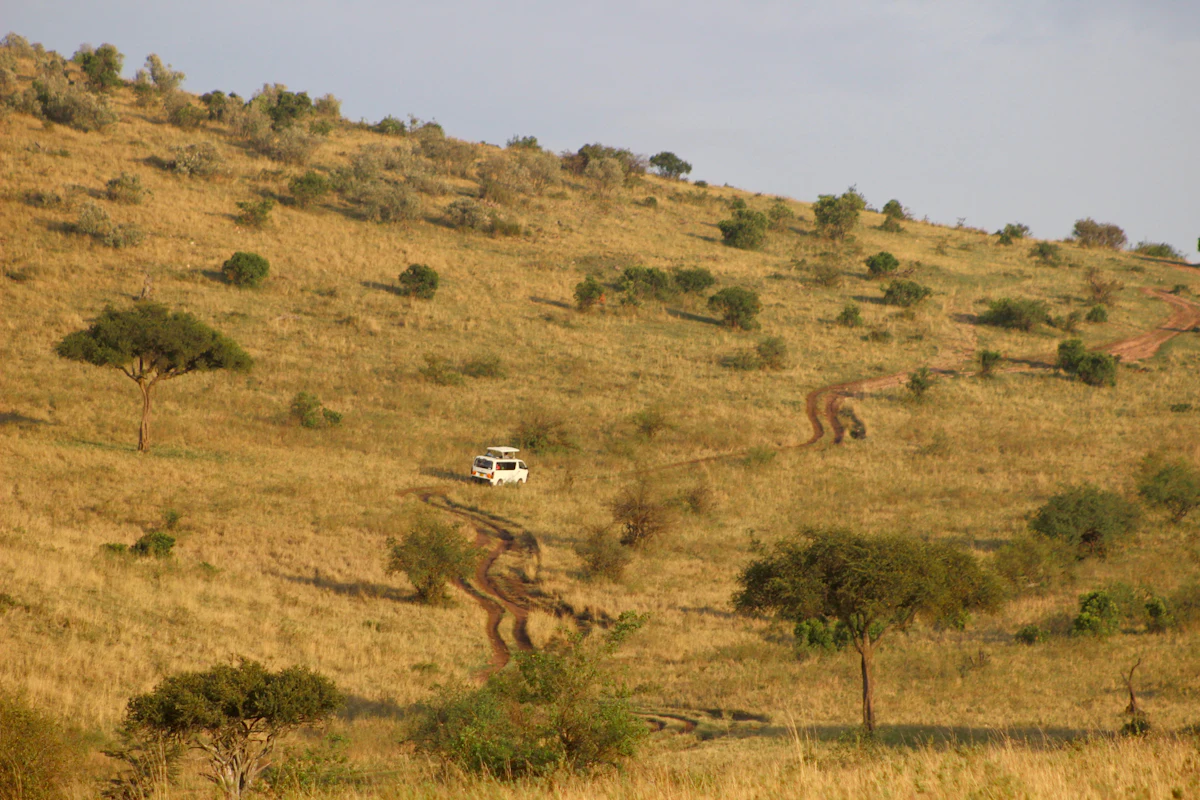 Dirt tracks winding up a grassy hillside dotted with bushes and acacias in the Maasai Mara, with a safari vehicle on the track