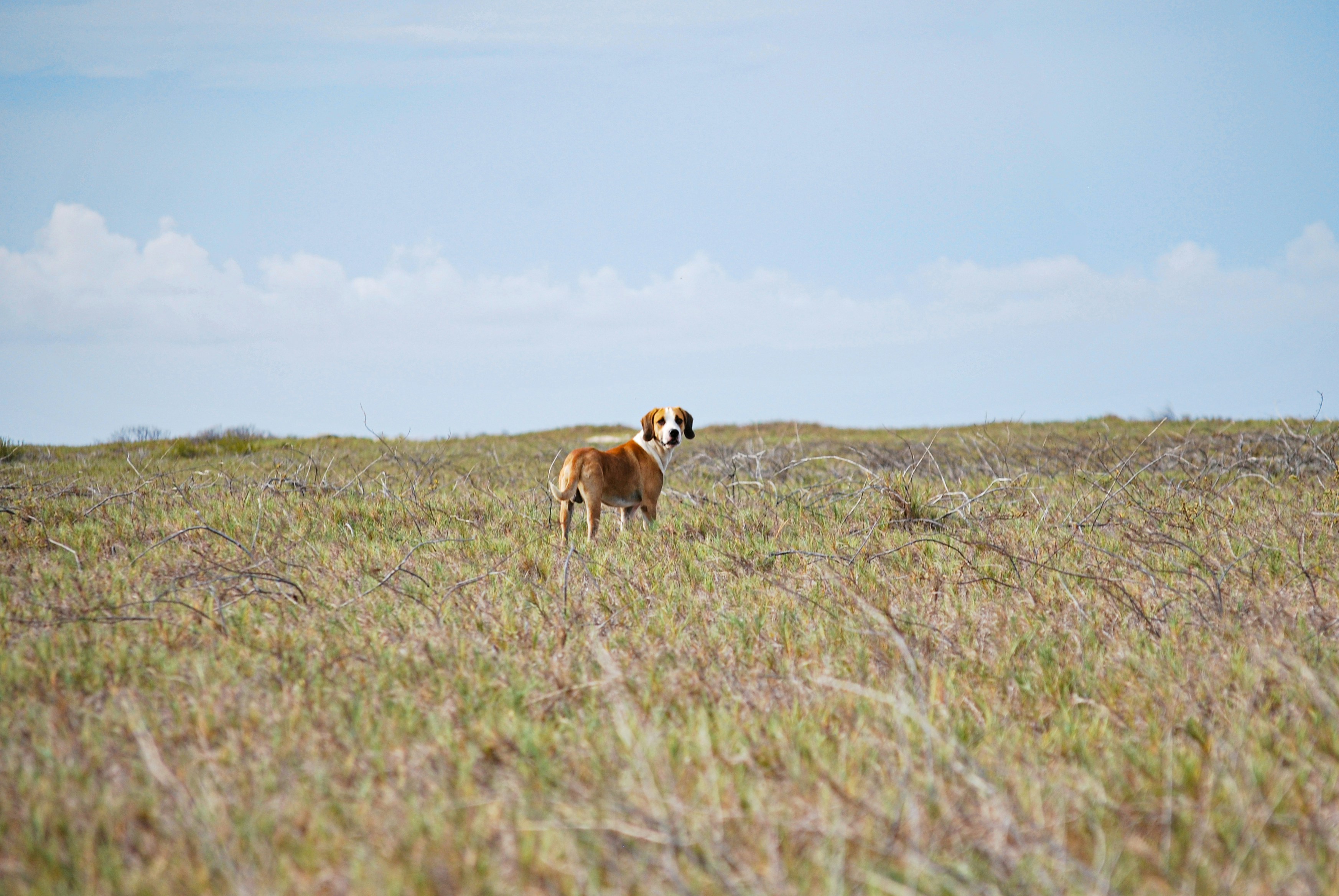 A dog standing in a field of tall grass