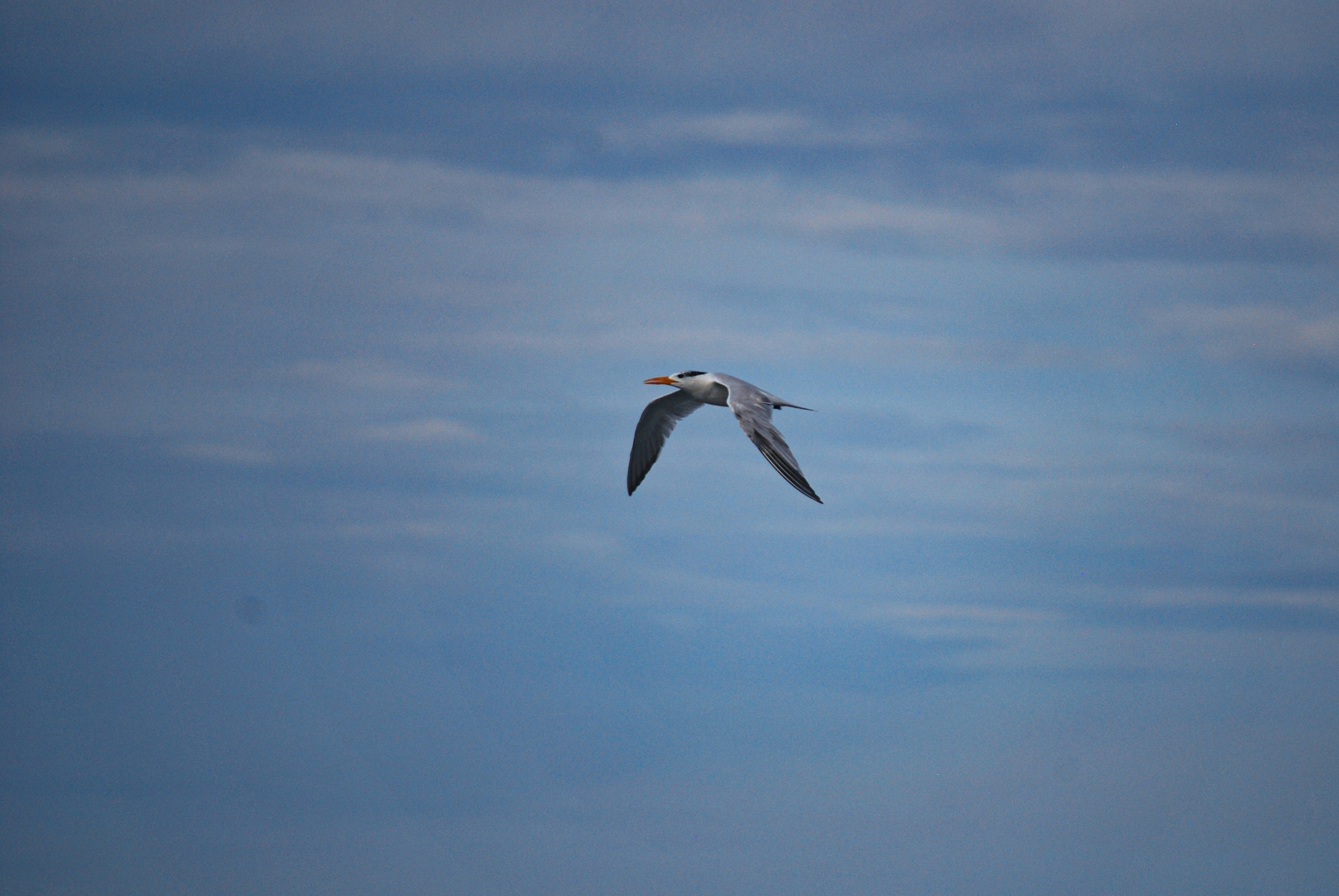 Photo by legallyguaricho