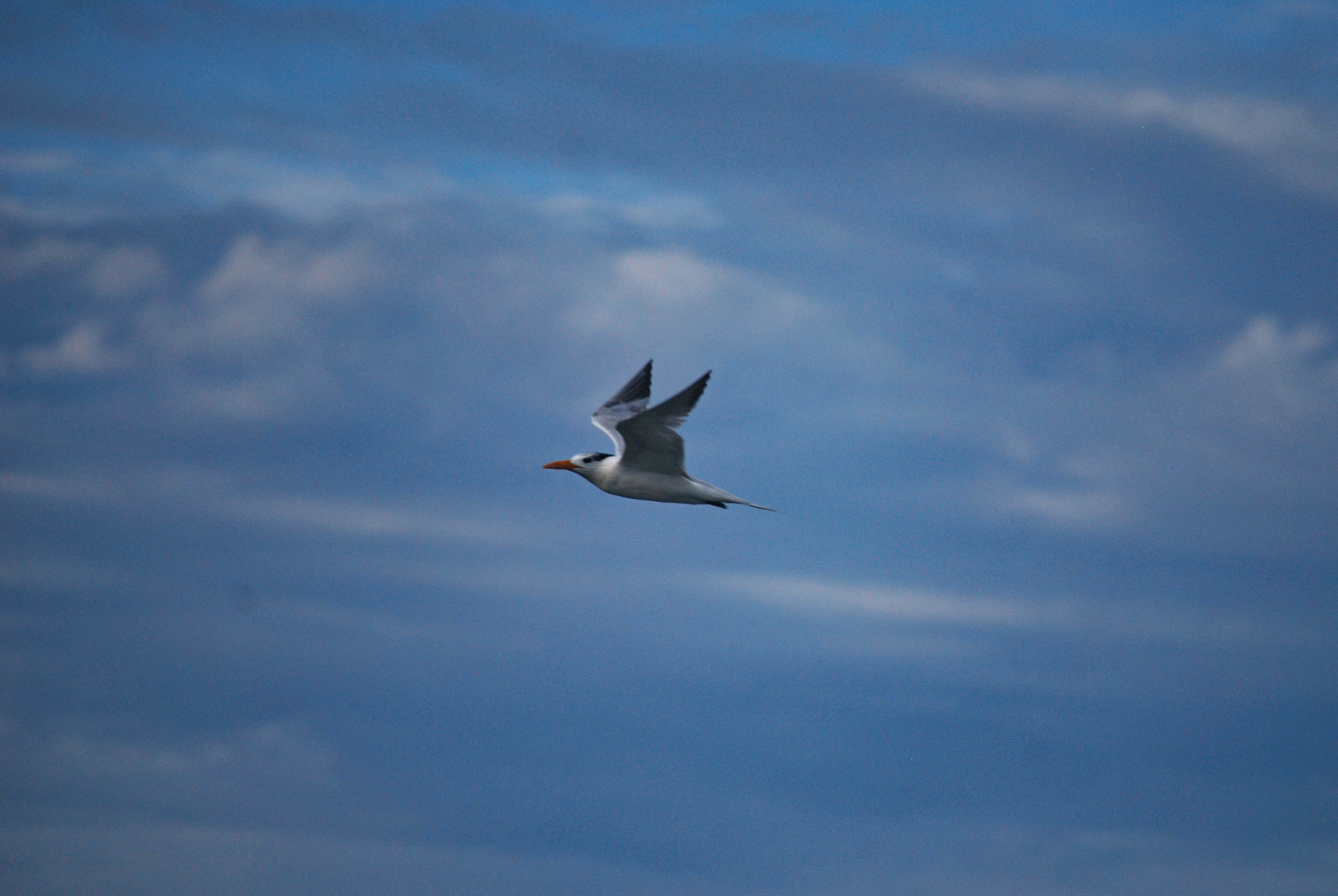 Photo by legallyguaricho