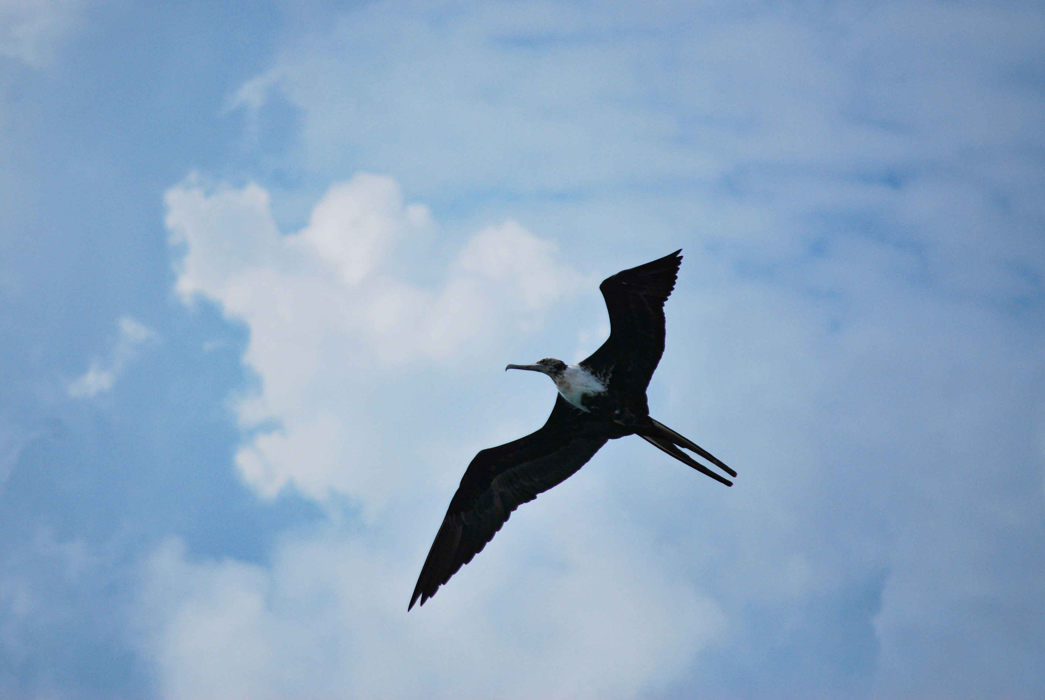 A large bird flying through a cloudy blue sky