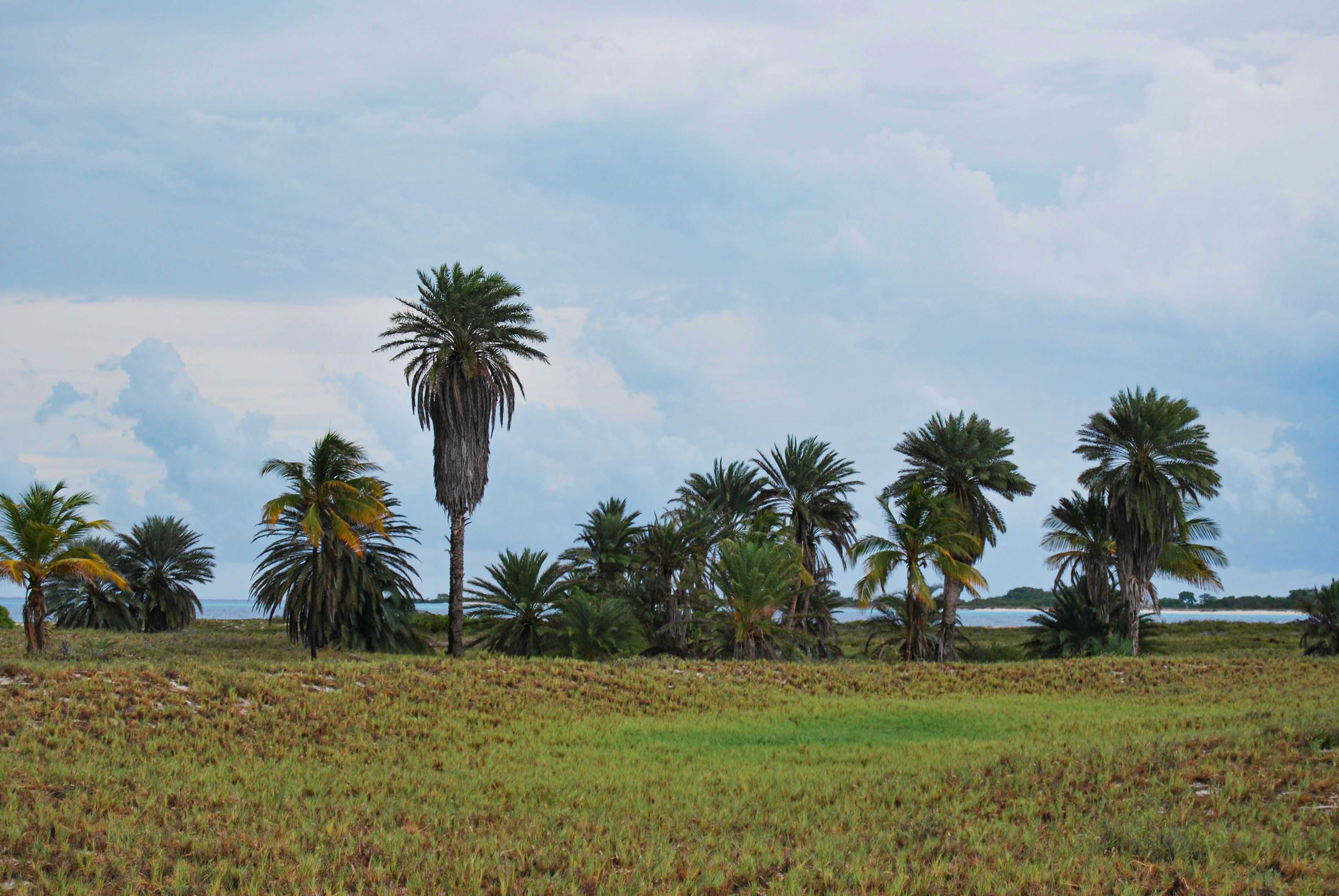 Paisaje cubano con palmeras