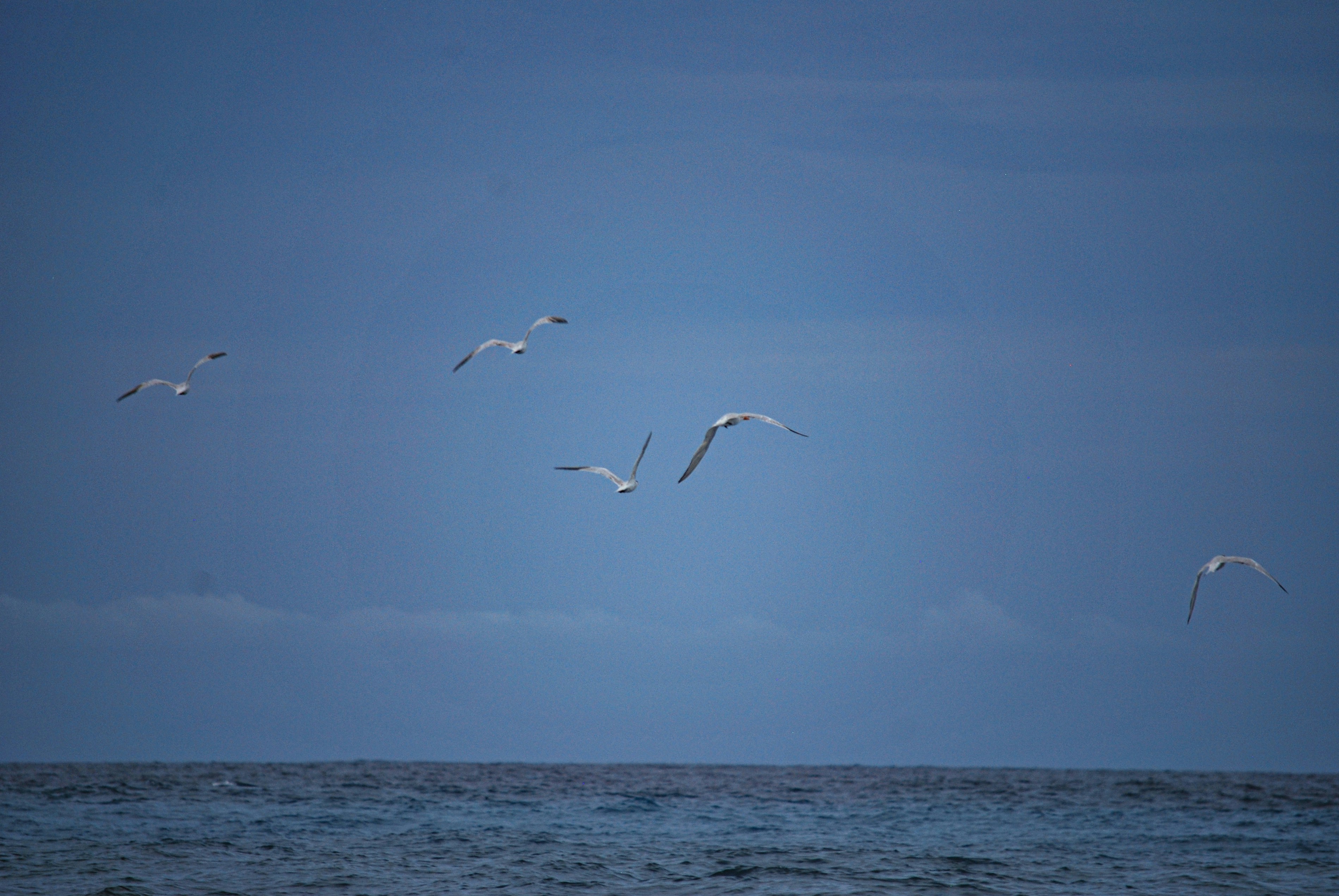A flock of seagulls flying over the ocean
