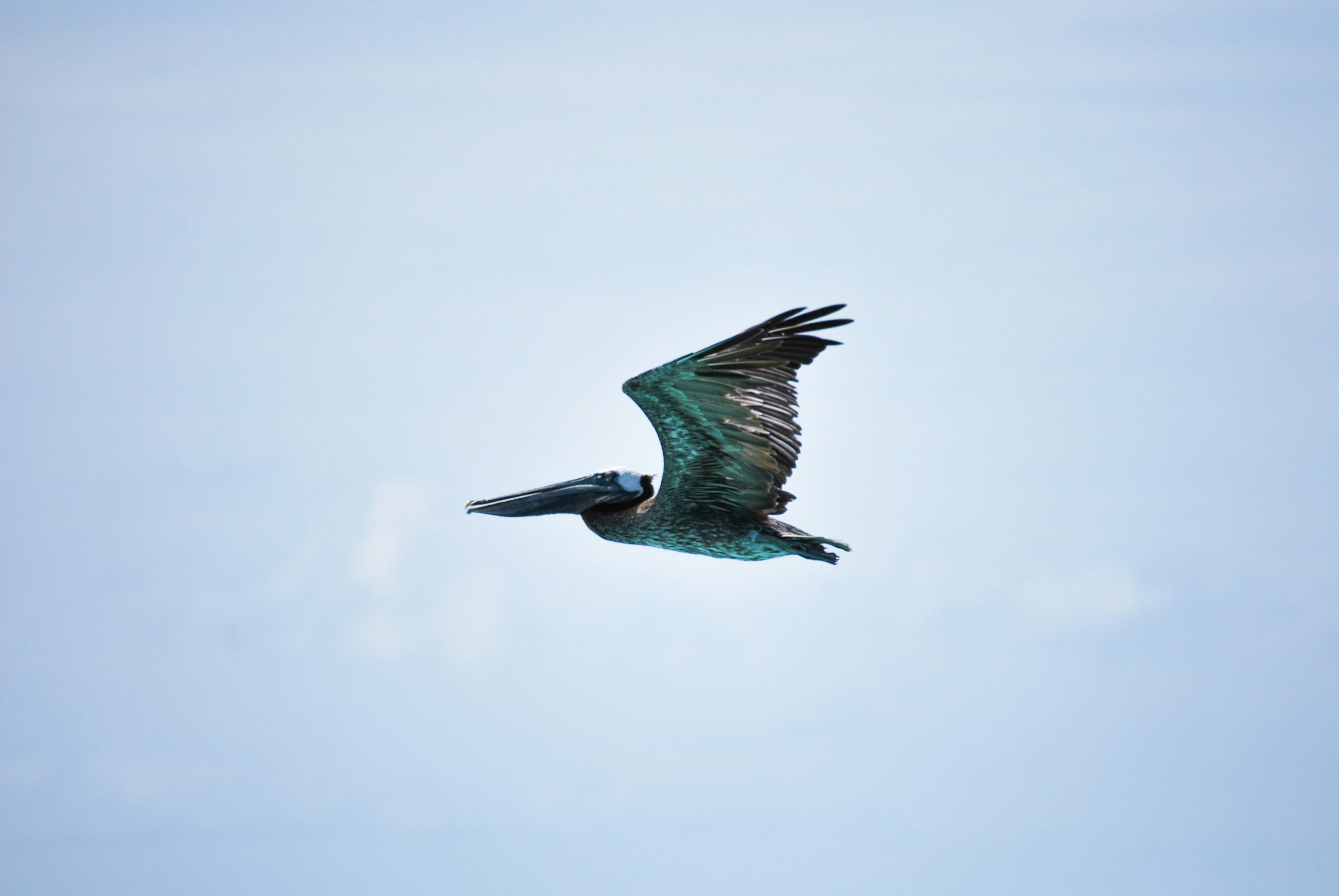 Photo by legallyguaricho