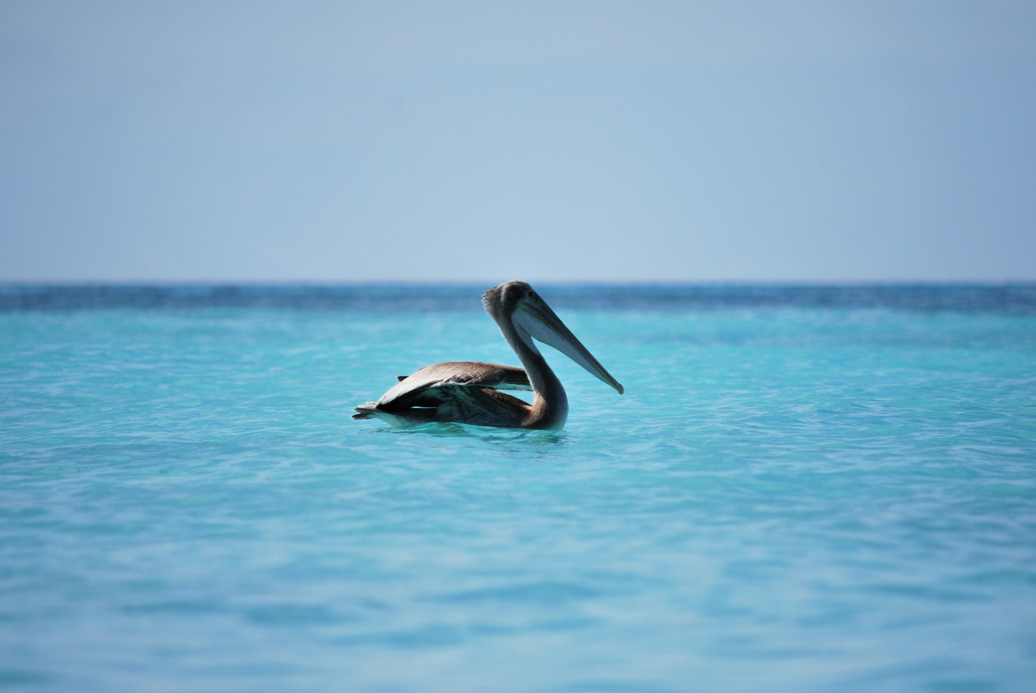 A pelican floating in the middle of the ocean