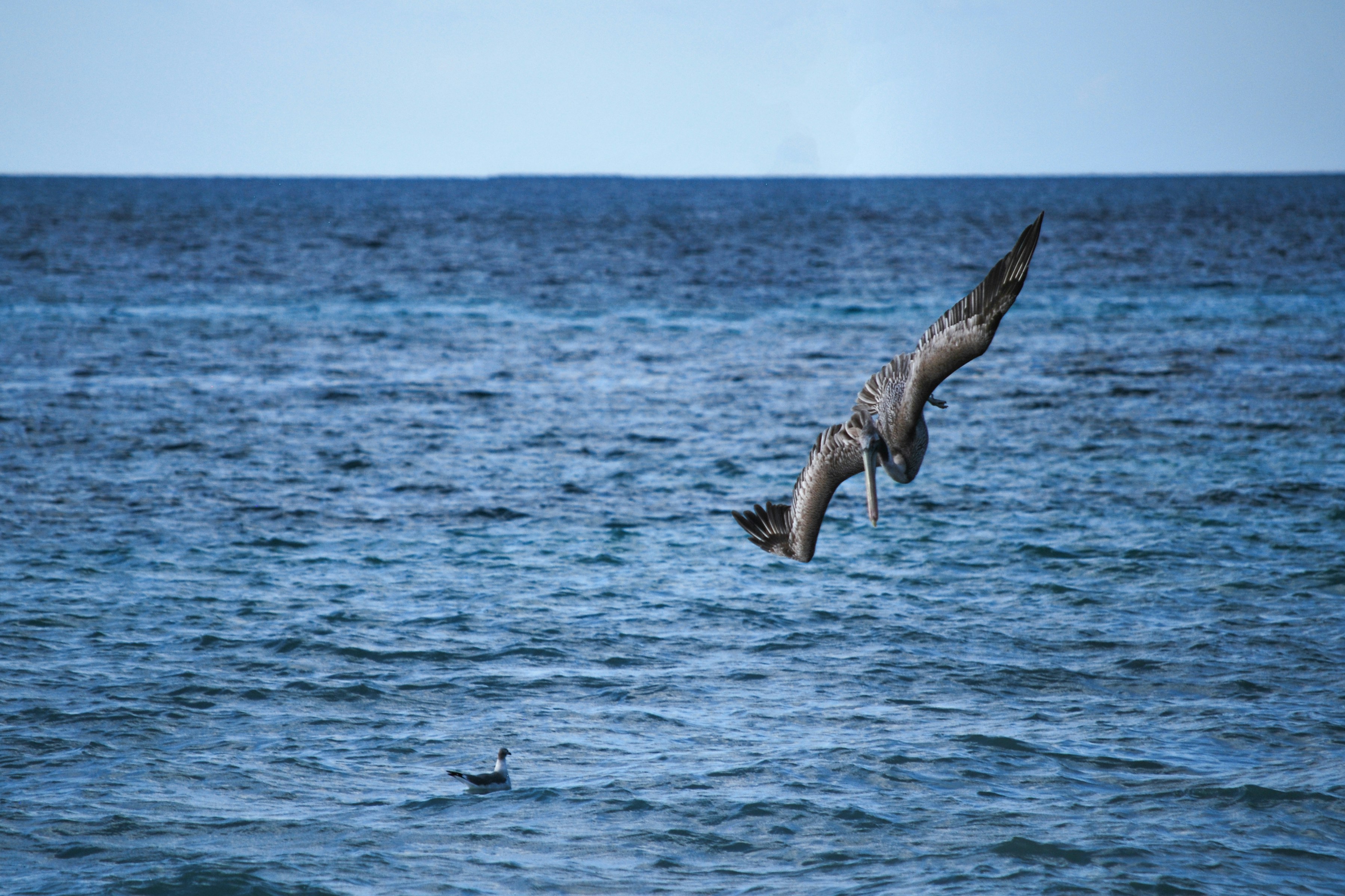 A bird flying over a body of water