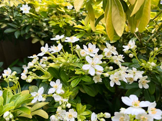 A bunch of white flowers in a garden