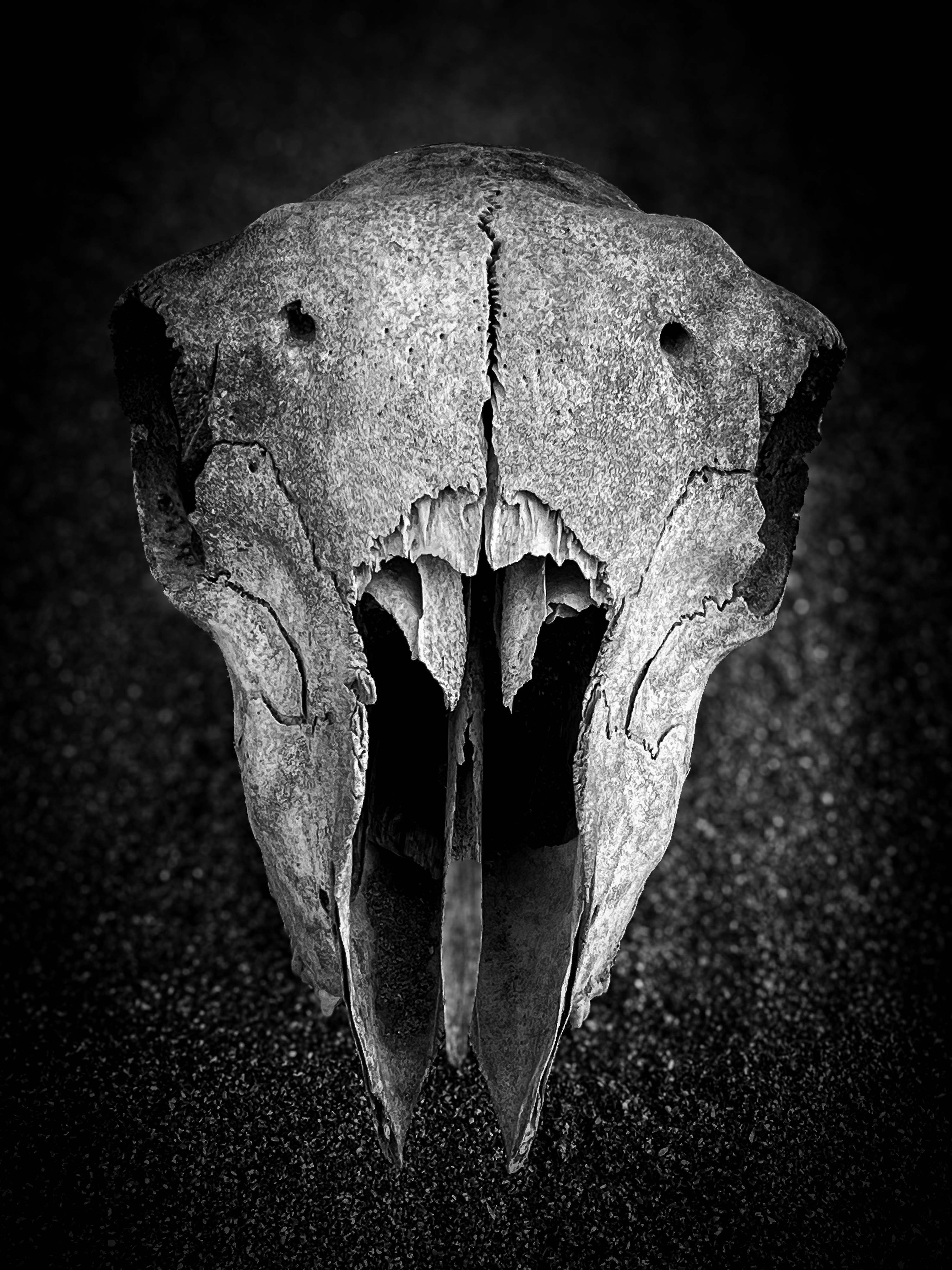 A black and white photo of a bird's skull