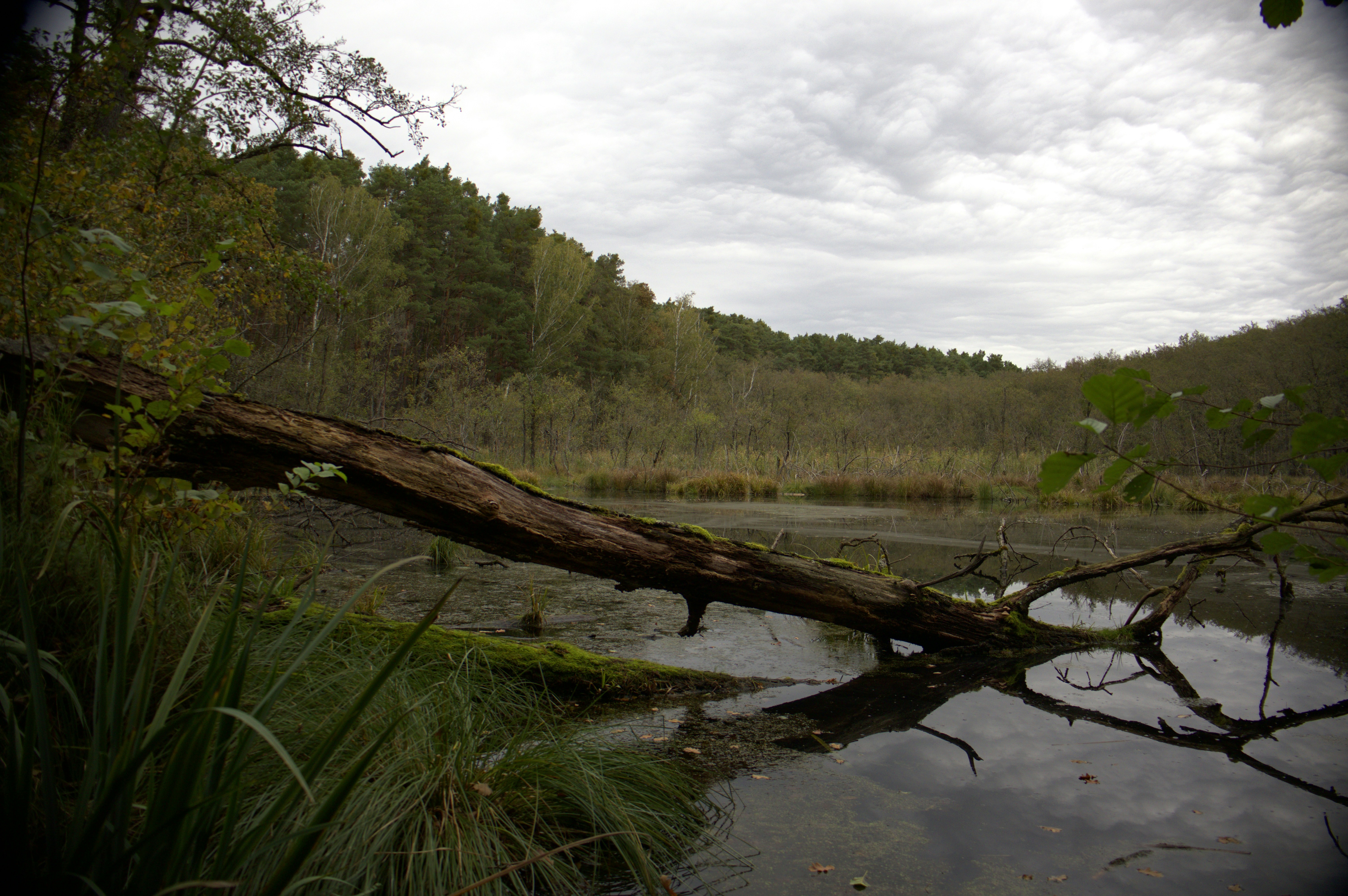 A fallen tree laying on top of a body of water