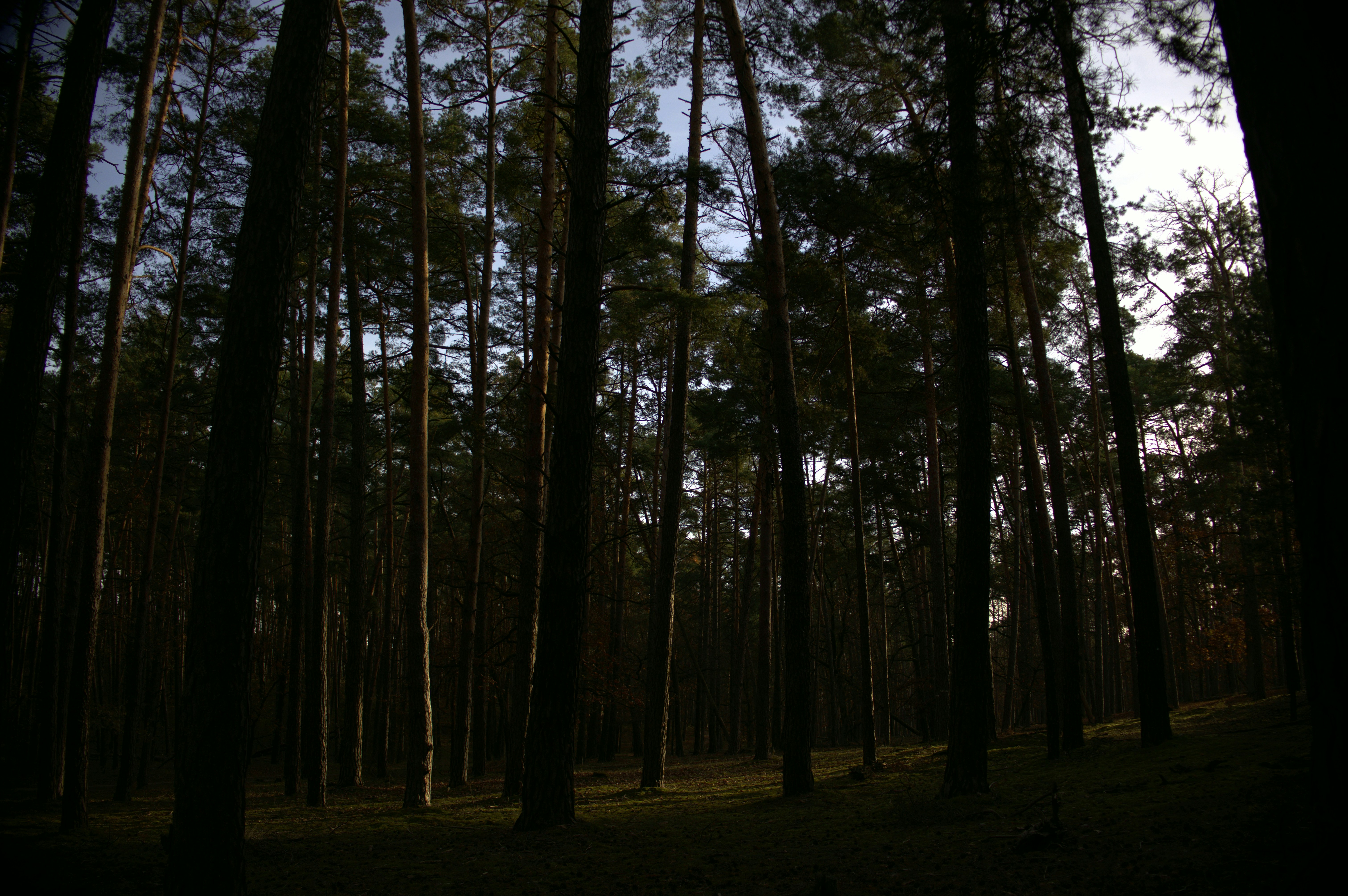 A group of trees that are standing in the grass