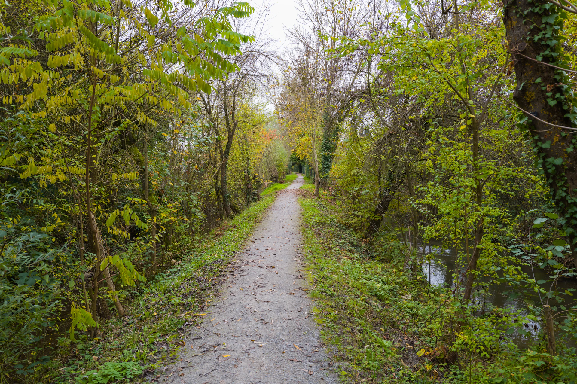 A dirt road surrounded by trees and bushes