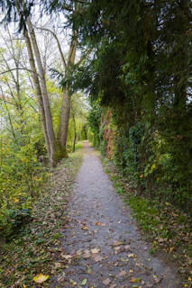 A path in the woods with lots of leaves on the ground