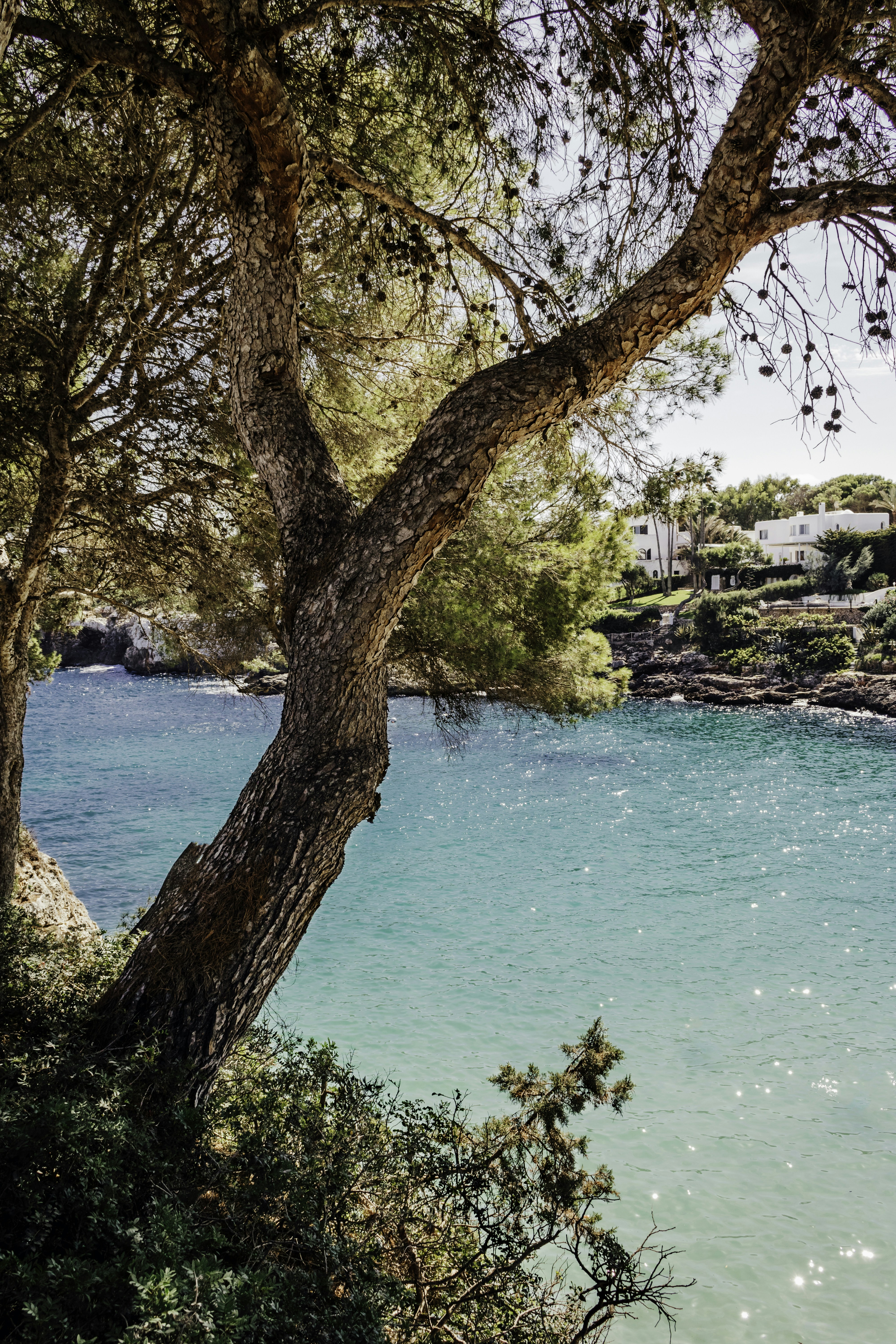 A body of water surrounded by trees and rocks