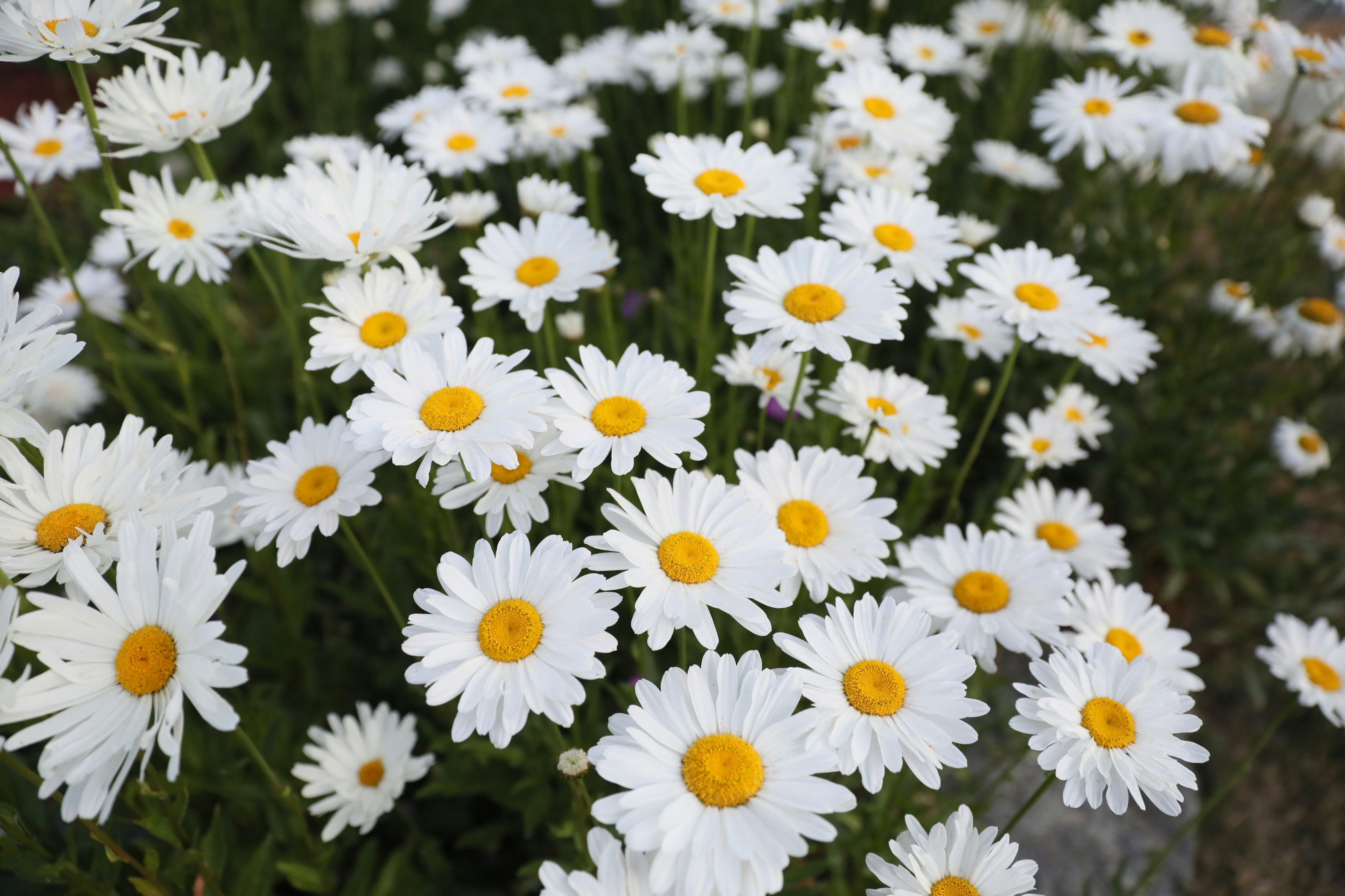 Photo by leisuremindphoto