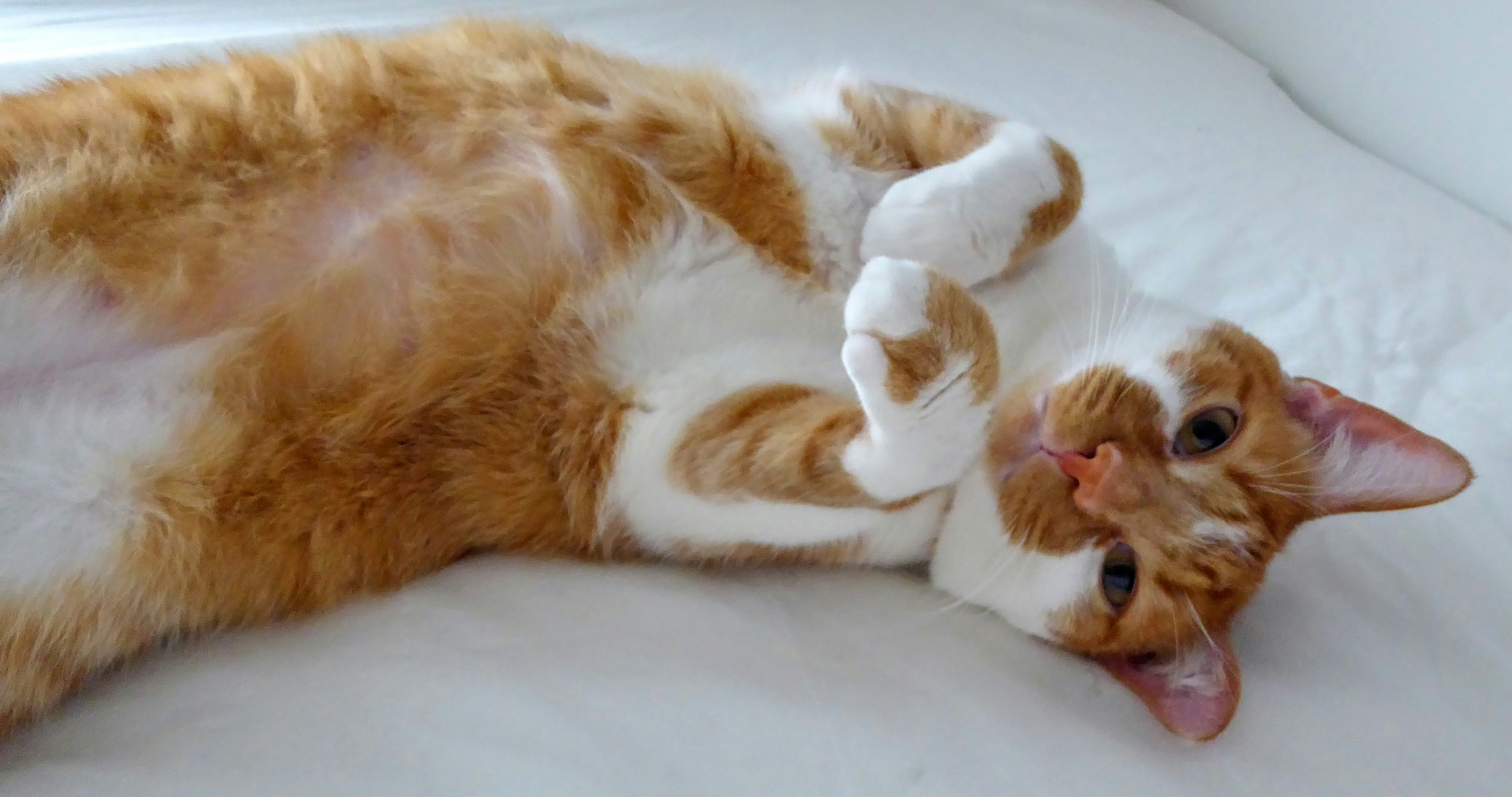 The Myth of the “Unloving” Cat (image credits: unsplash)