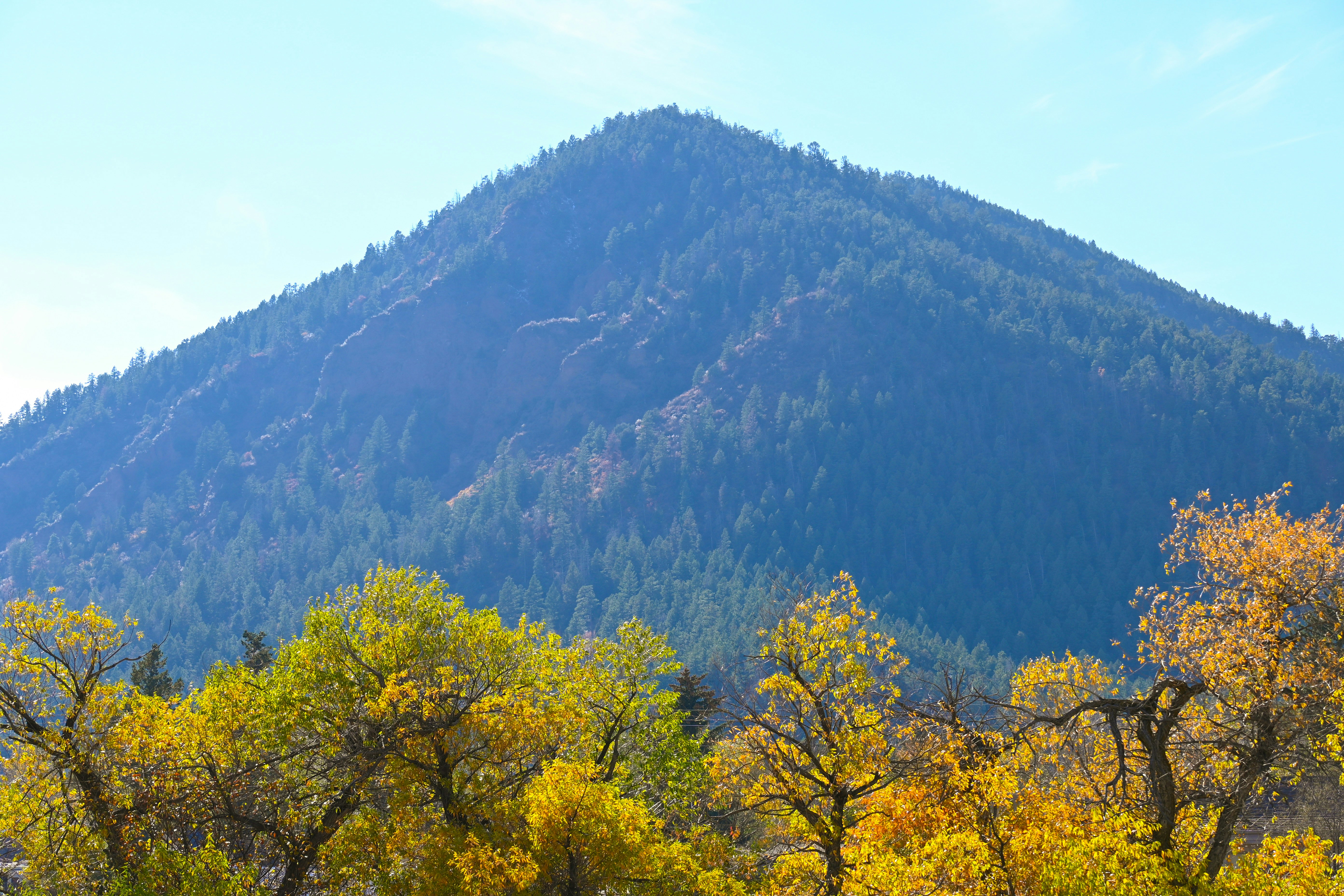 A herd of cattle grazing on a lush green hillside