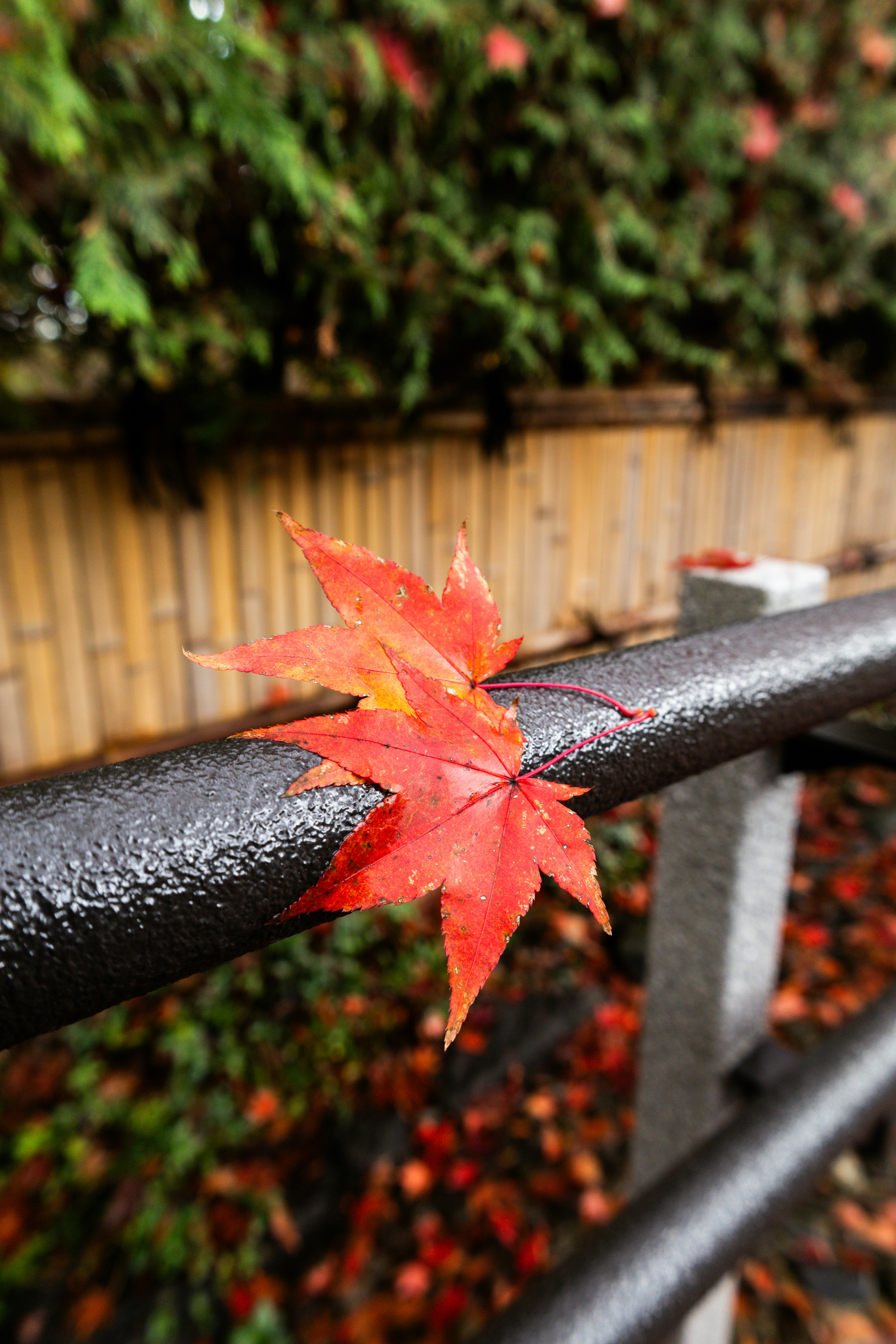 A leaf that is sitting on a rail photo – Free 自然 Image on Unsplash