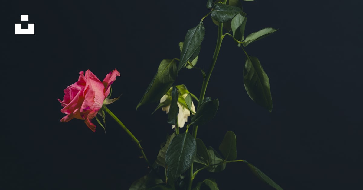 Two roses in a glass vase on a table photo – Free Background Image on ...
