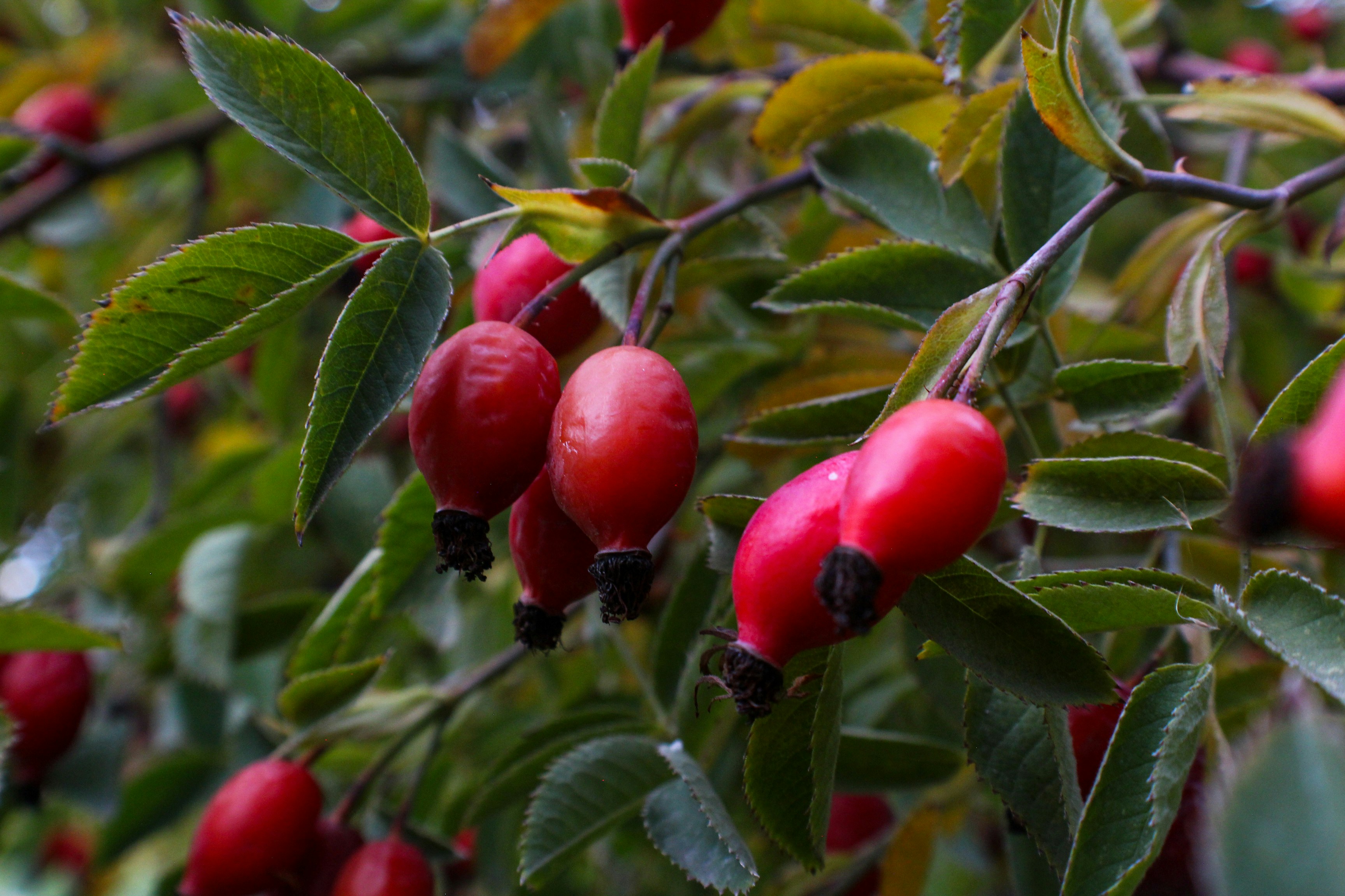 Photo by nwilloughby