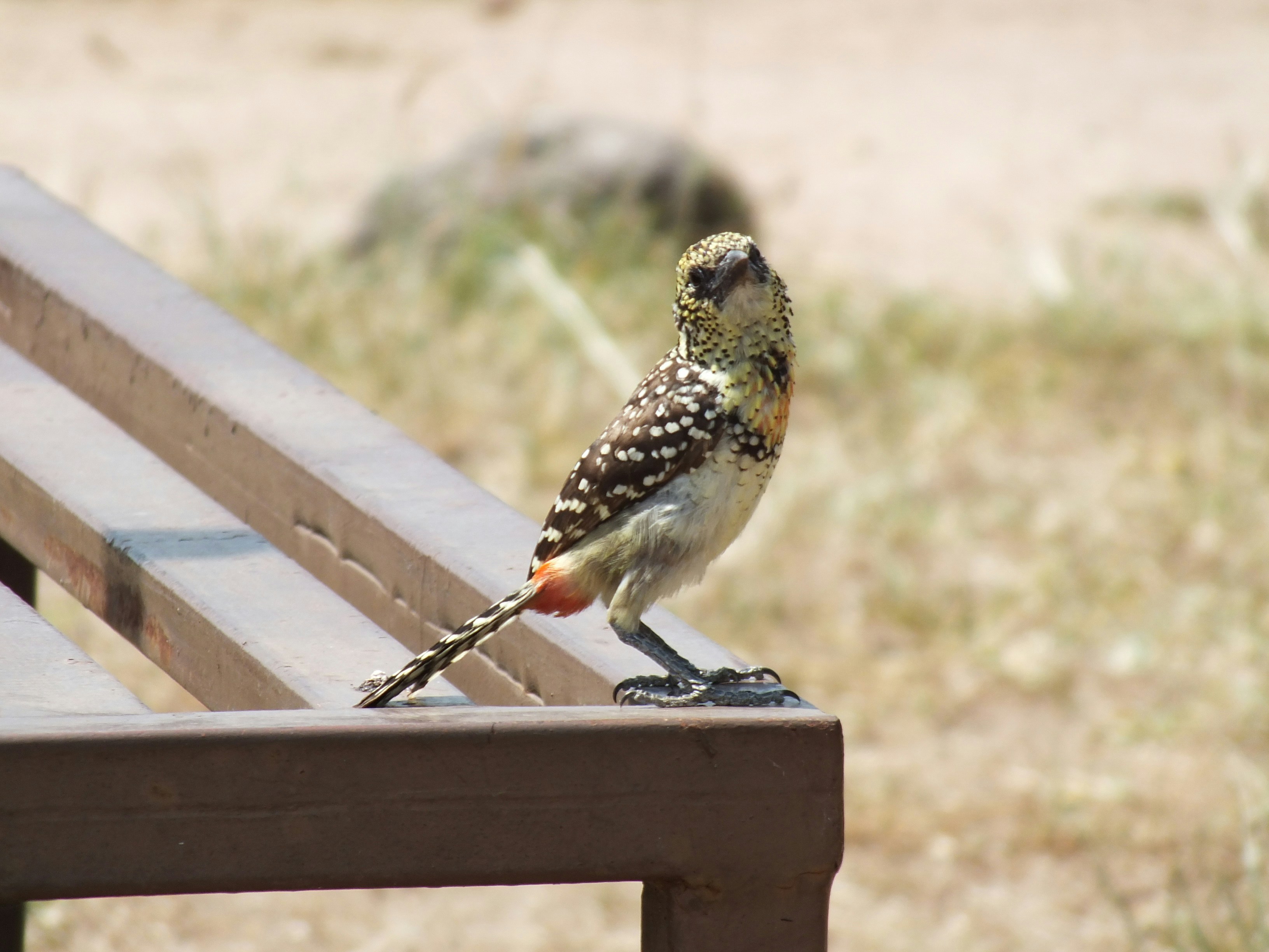 A small bird sitting on top of a wooden bench