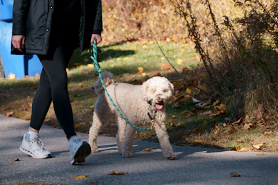 A woman walking a small dog on a leash