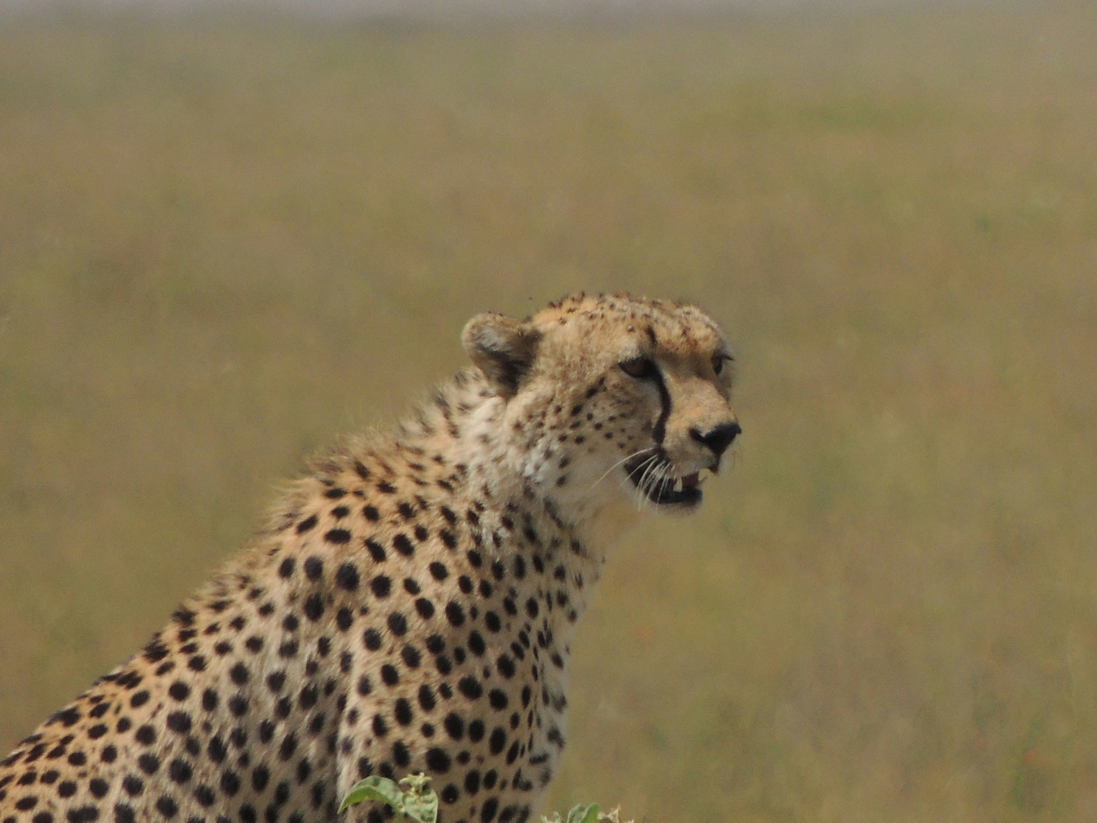 A cheetah standing in a field of tall grass