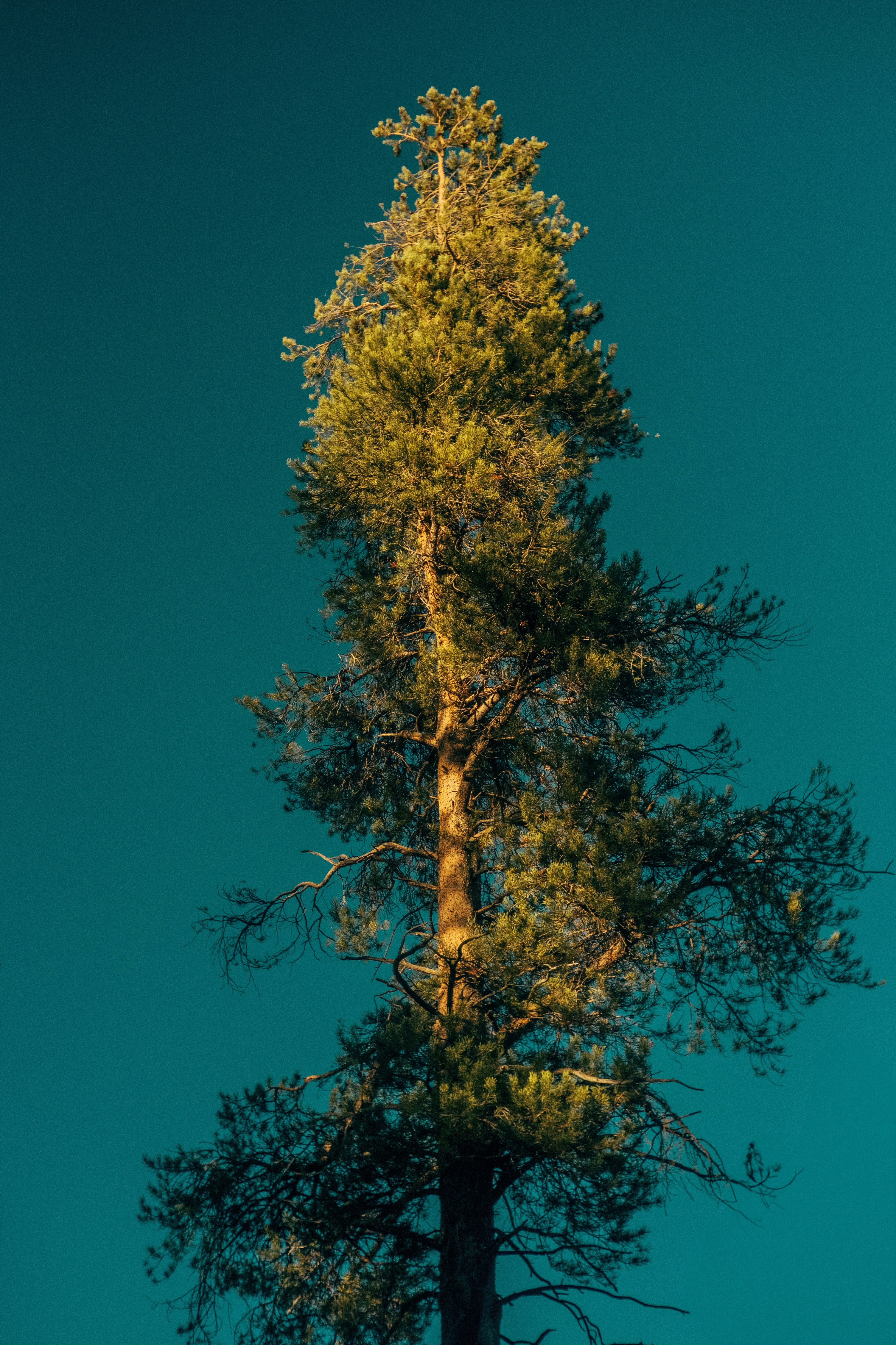 Photo by nathanguzman