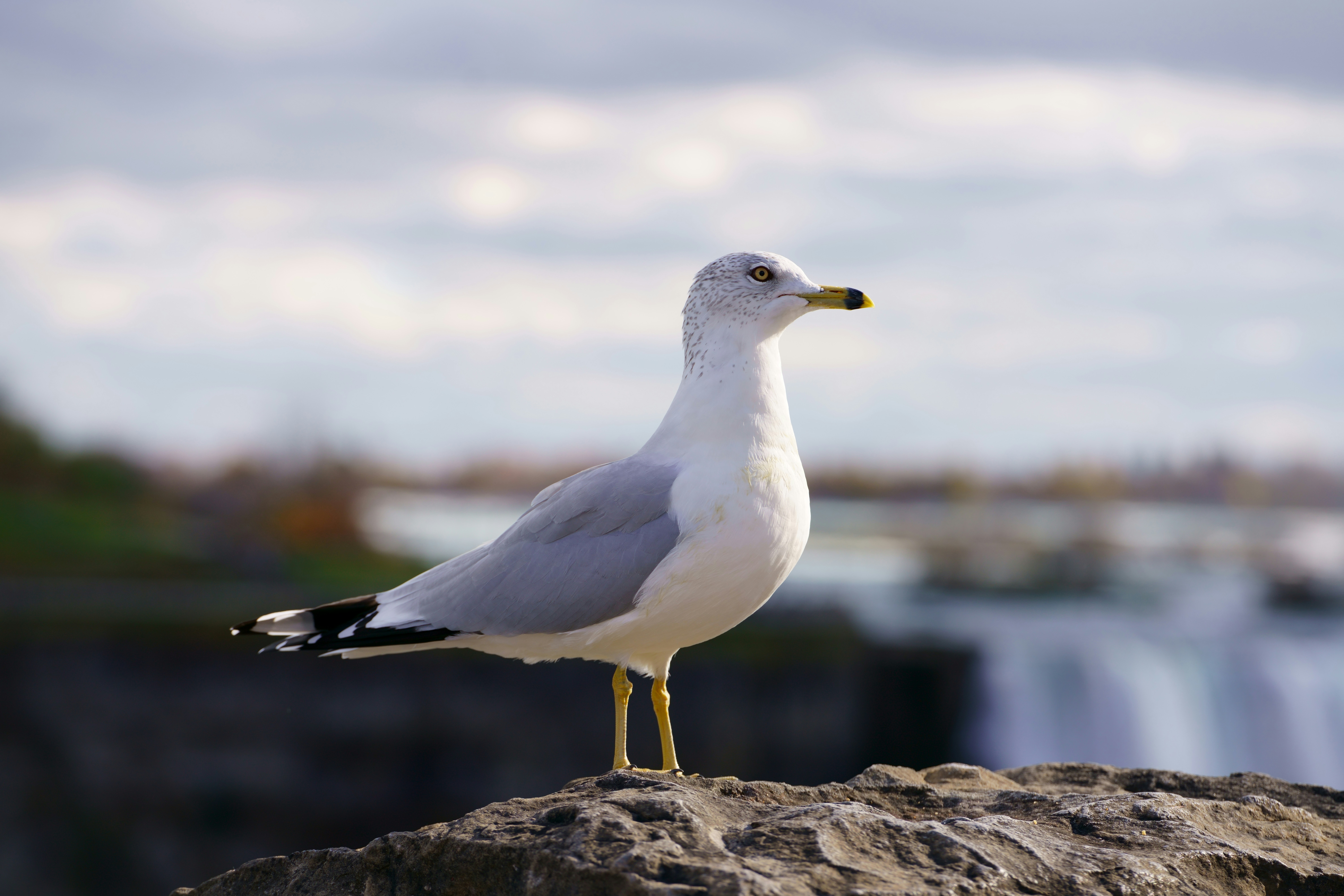 Photo by terrladennis