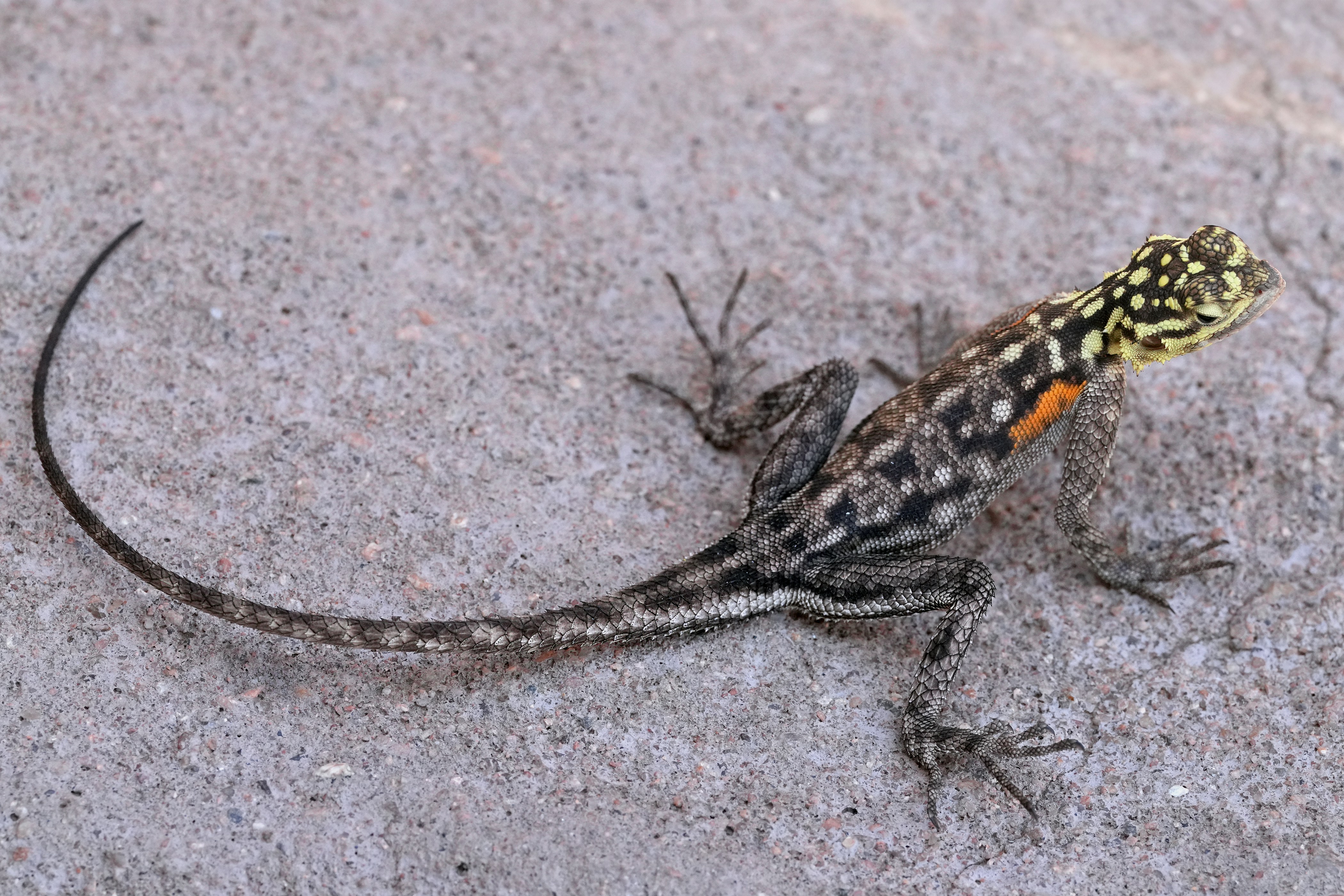 A small lizard sitting on top of a cement ground