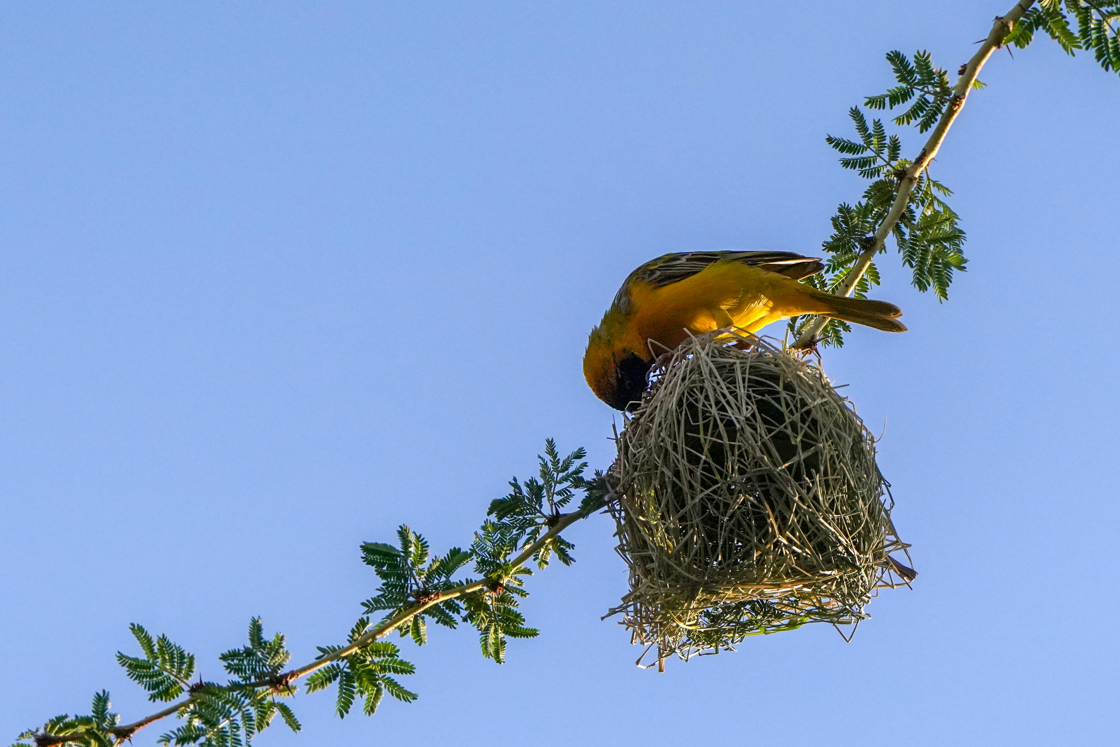 A yellow bird sitting on top of a nest