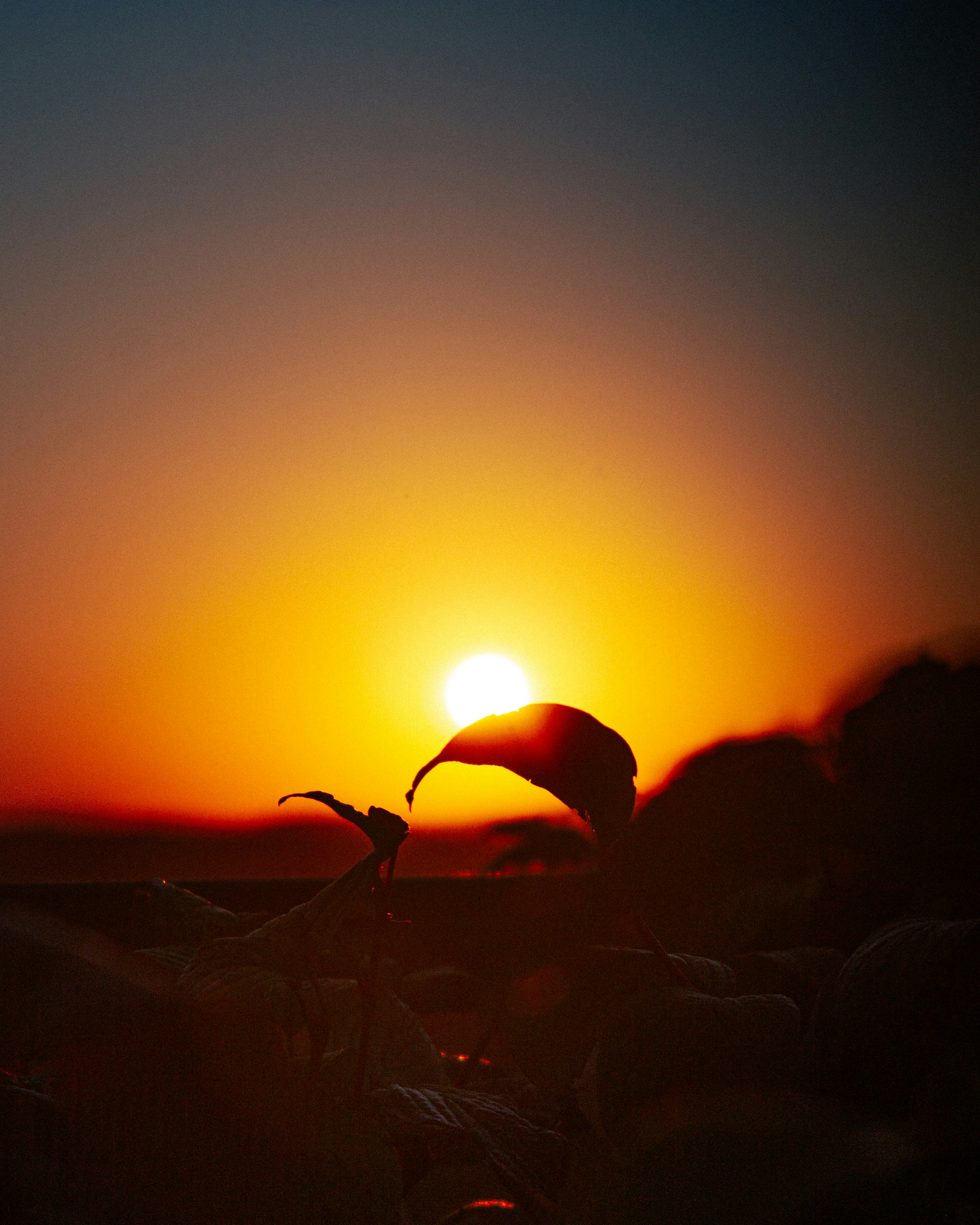 Photo by aleksey_parakhnevich