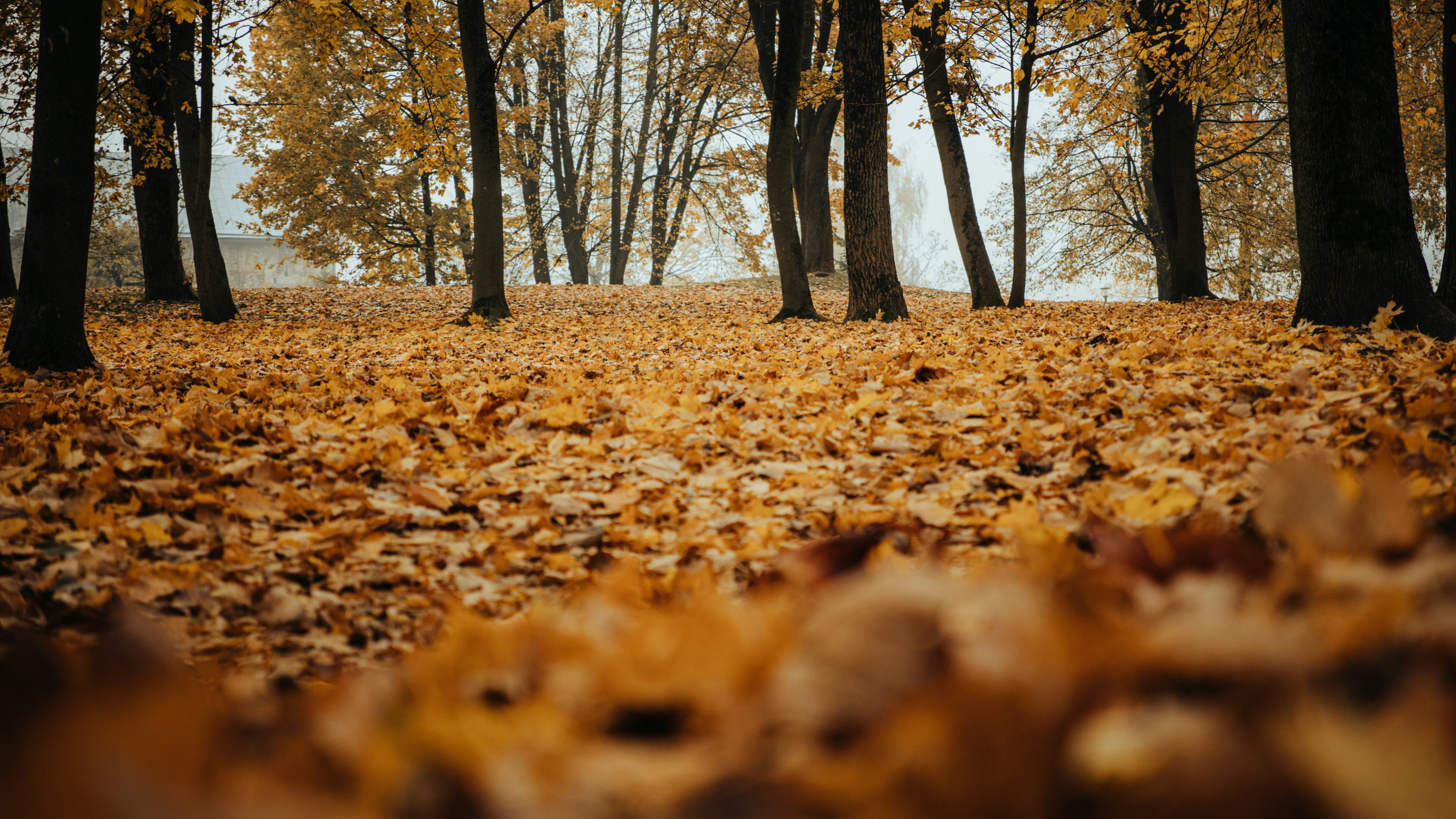 Photo by aleksey_parakhnevich